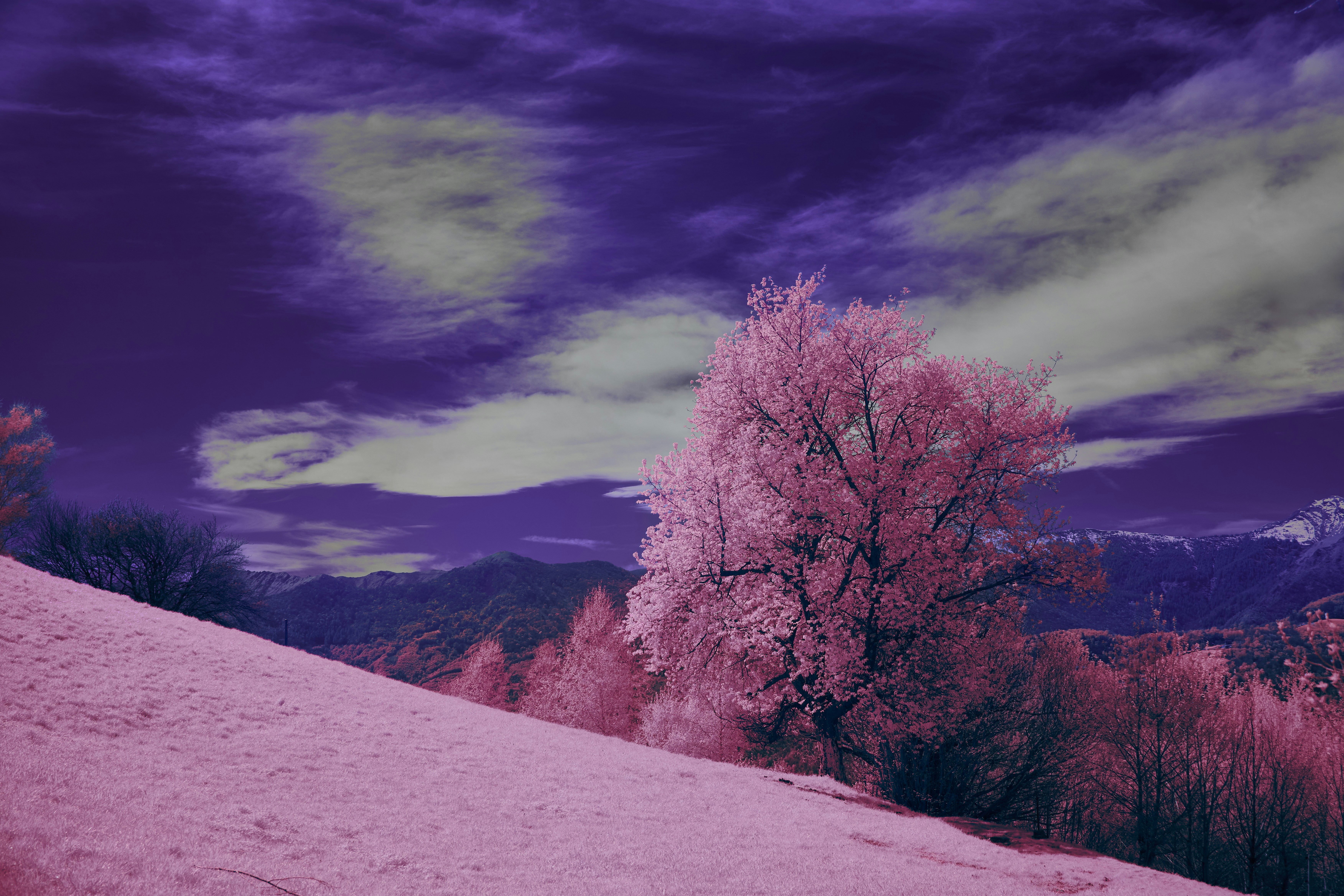 Photo by wolfgang_hasselmann