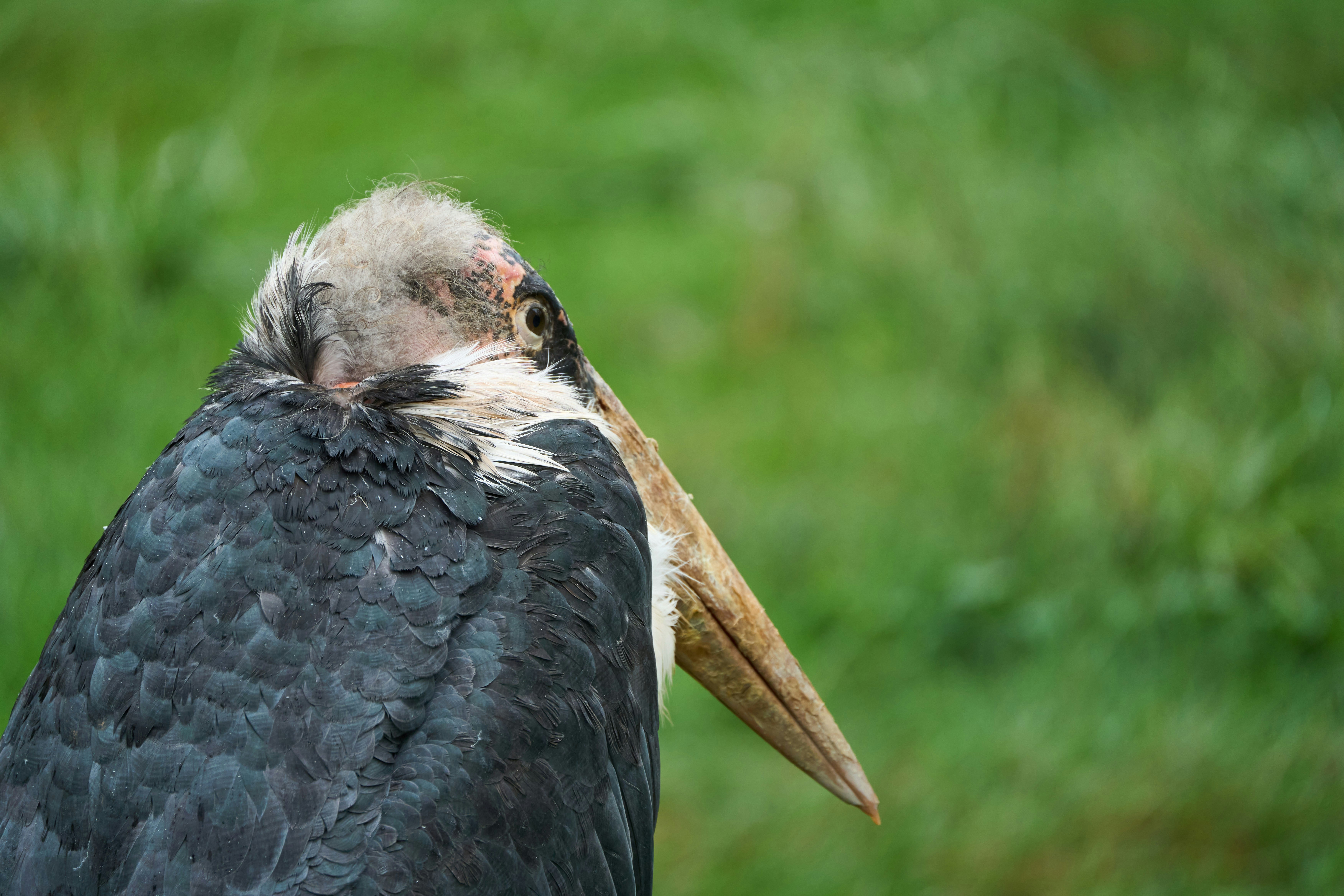 Photo by wolfgang_hasselmann