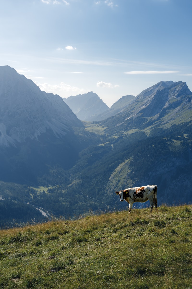 Krave na alpskem pašniku