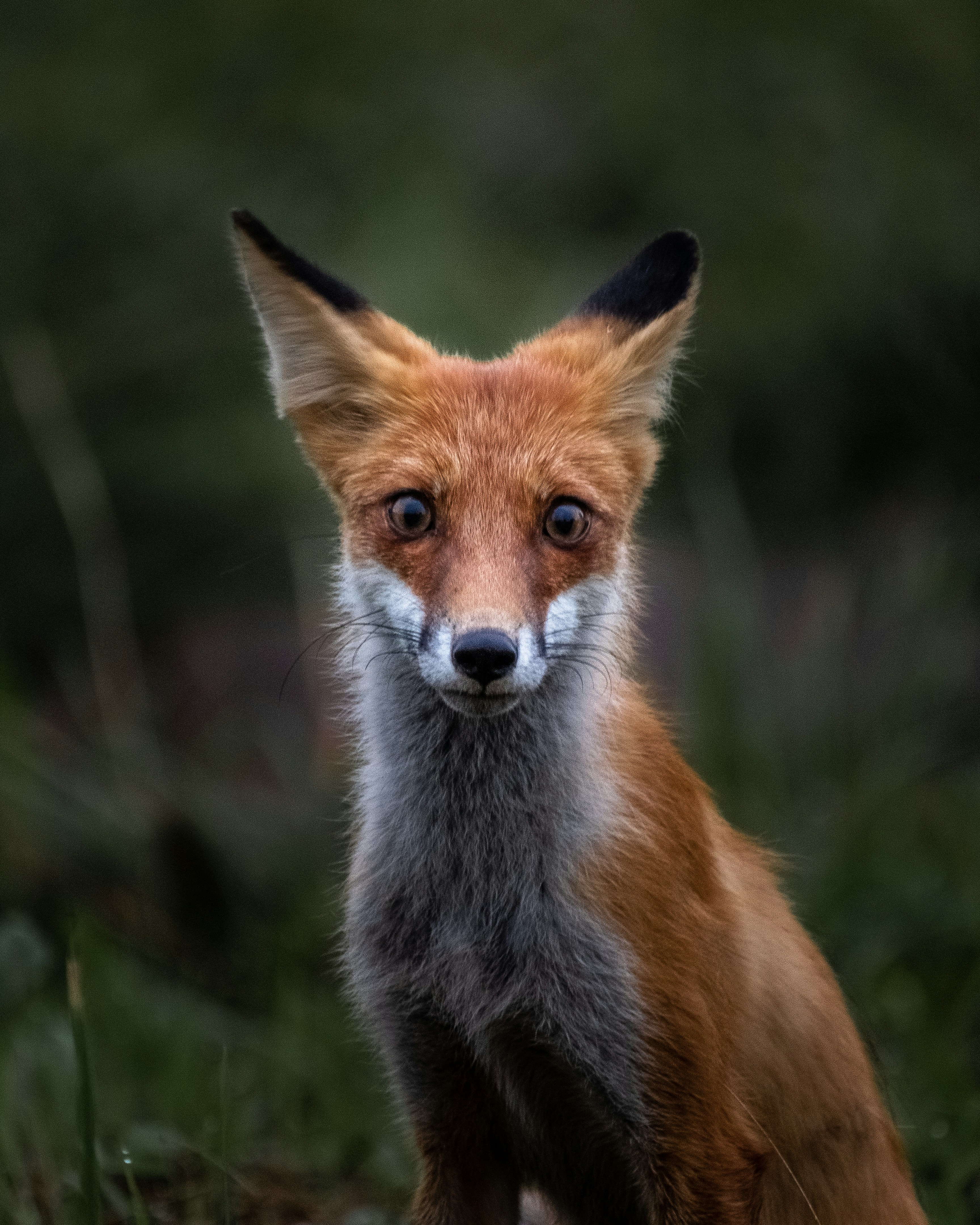 A curious fox with wide eyes looks forward.