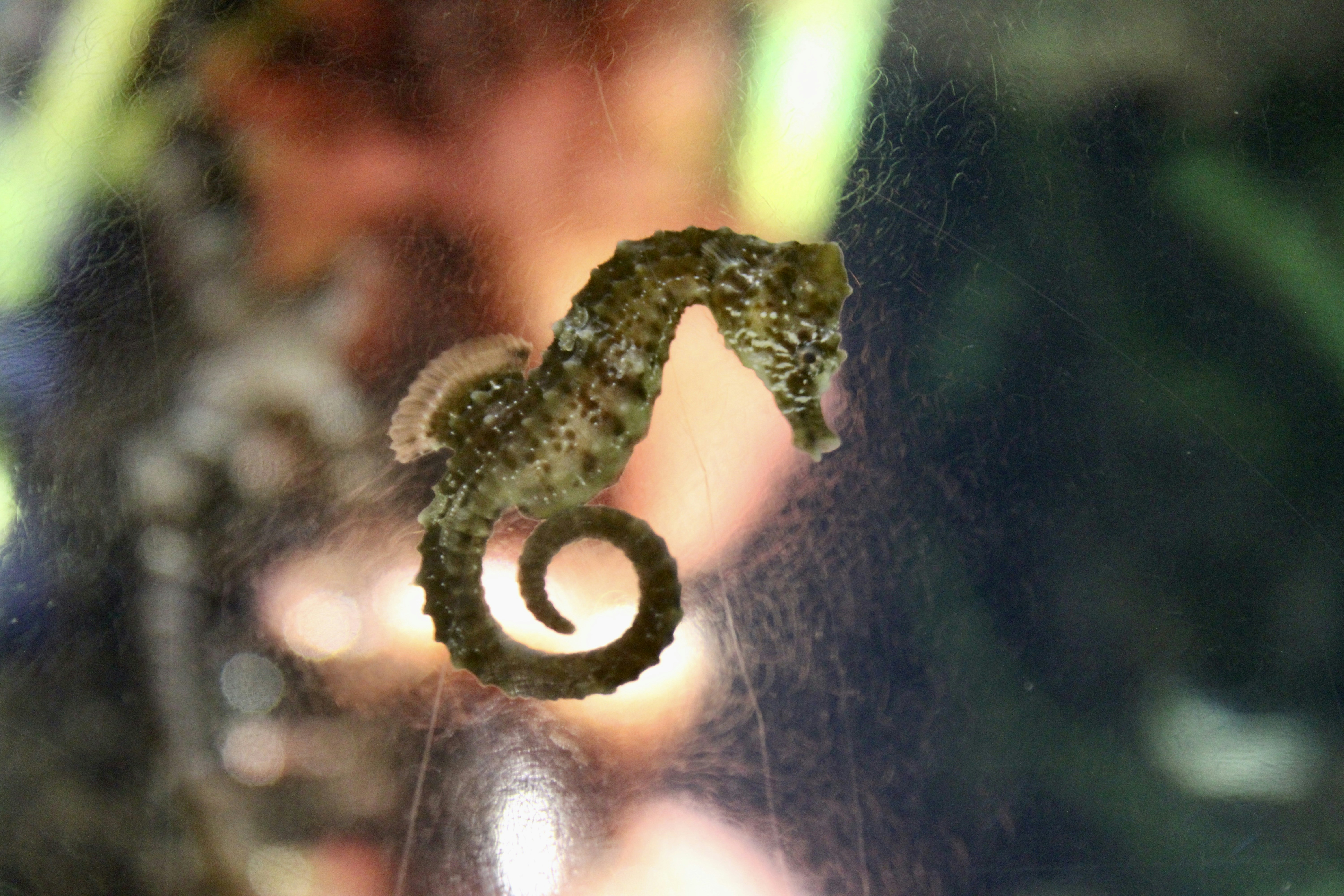 A small seahorse swims near a glass surface.
