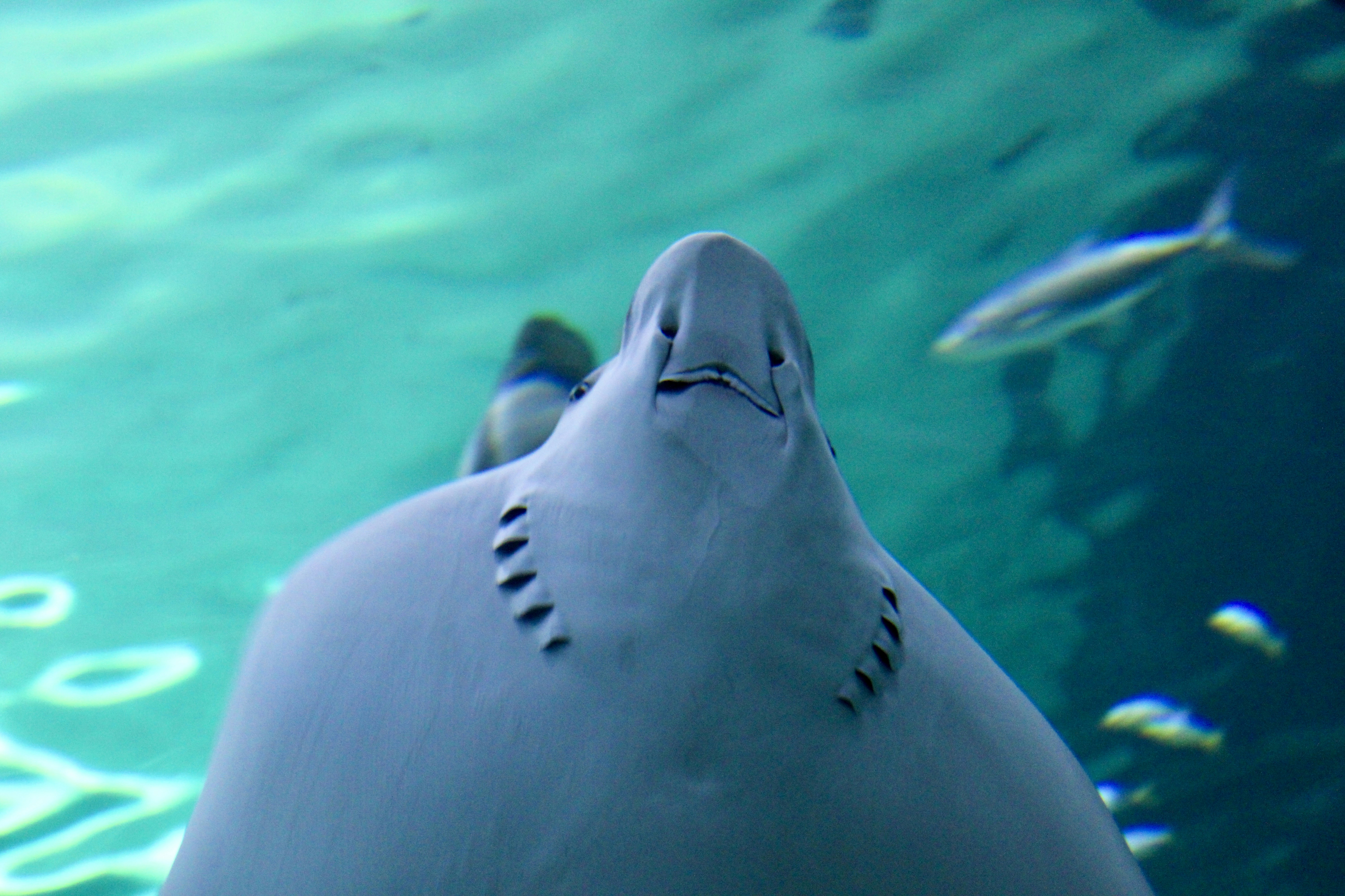 A stingray swims in blue water with fish.