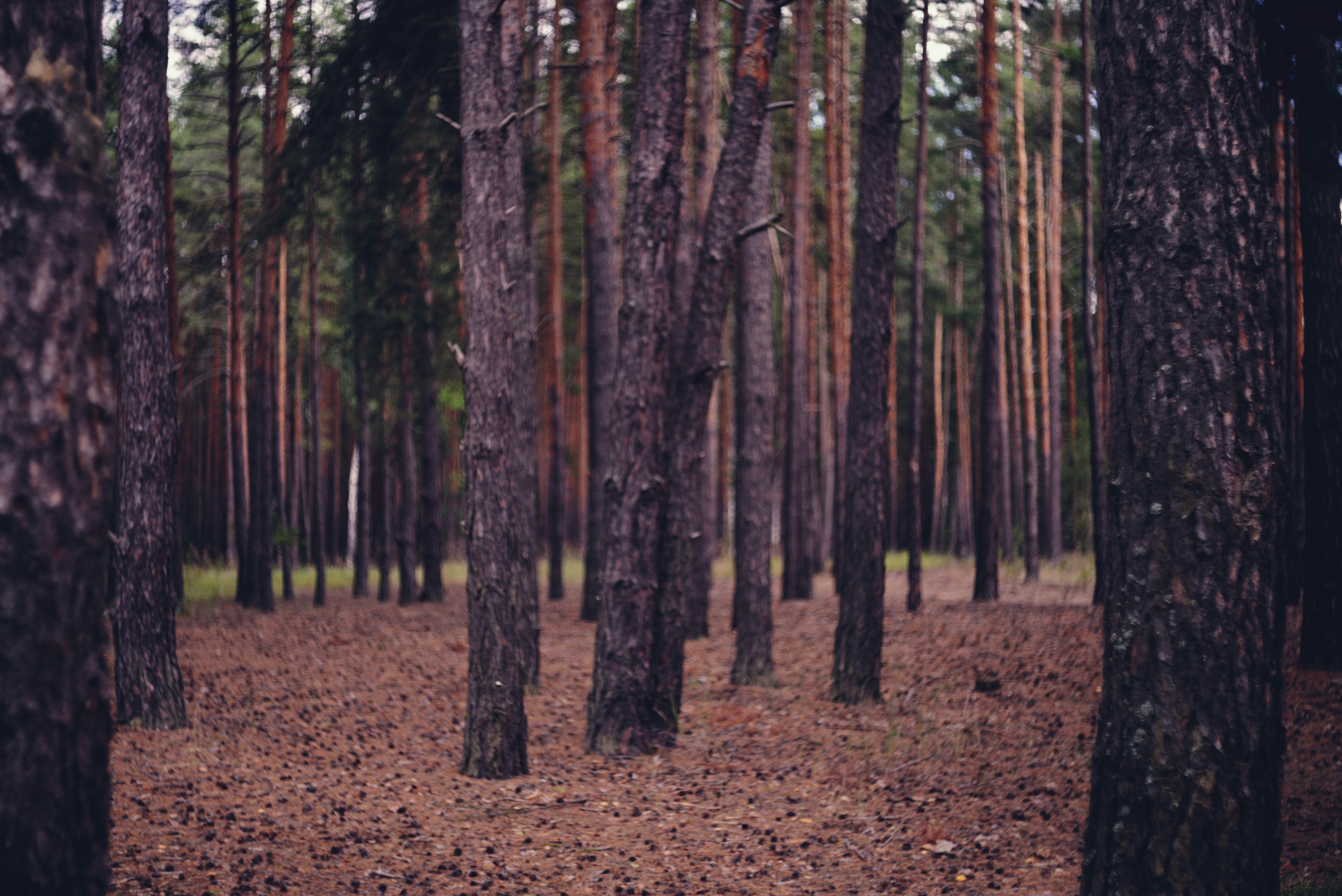 Photo by cherstve_pechivo