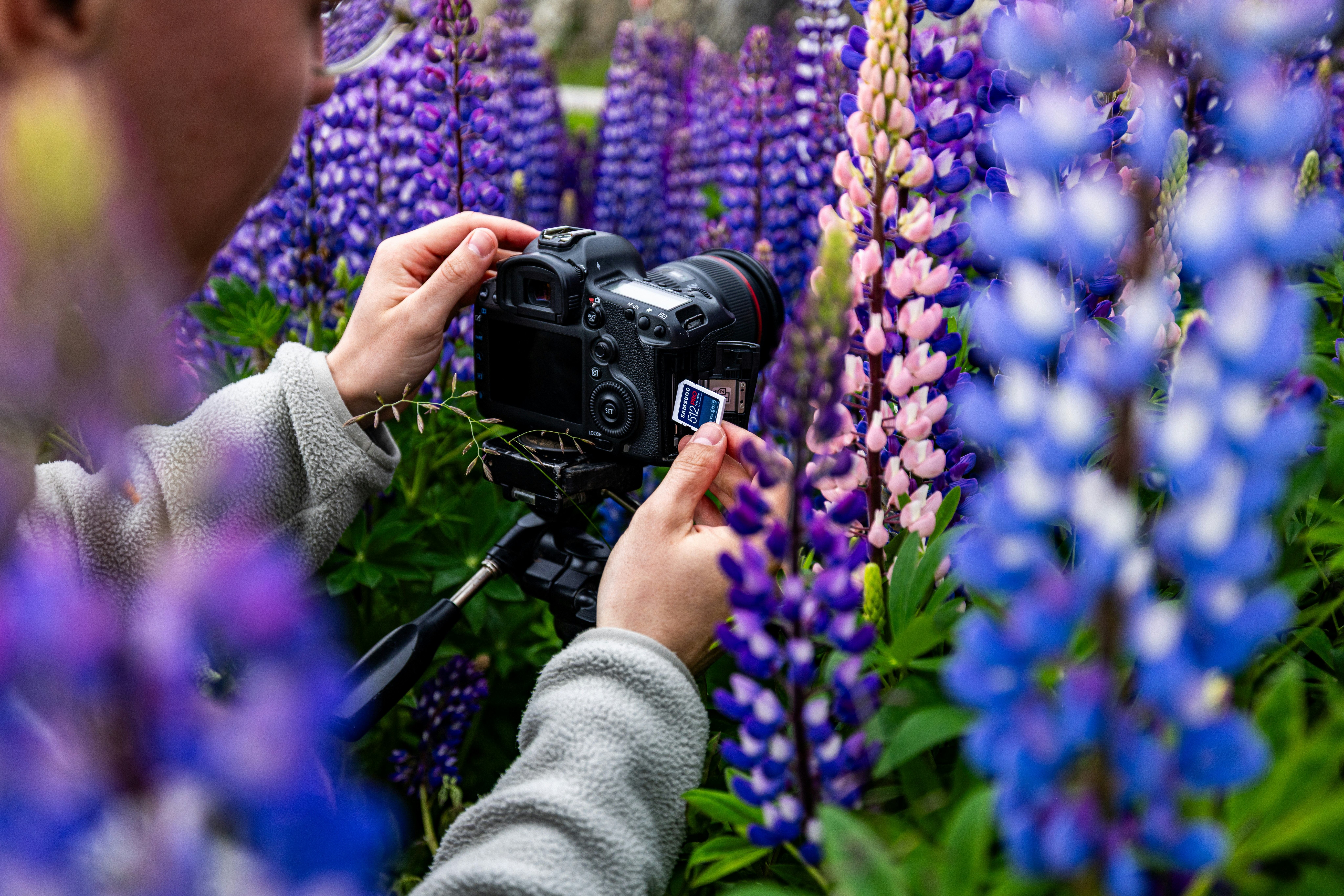 Person photographing purple lupine flowers in a field