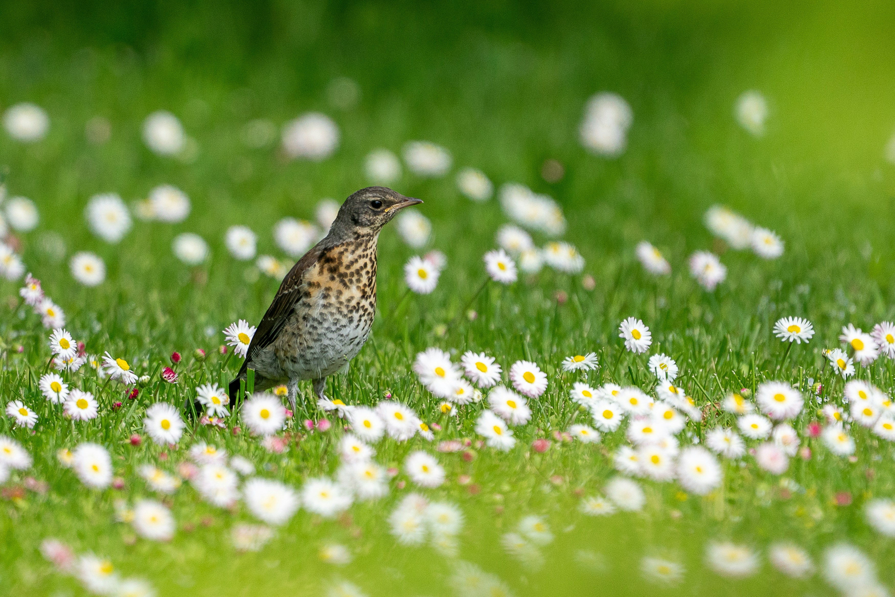 Photo by andruslukas