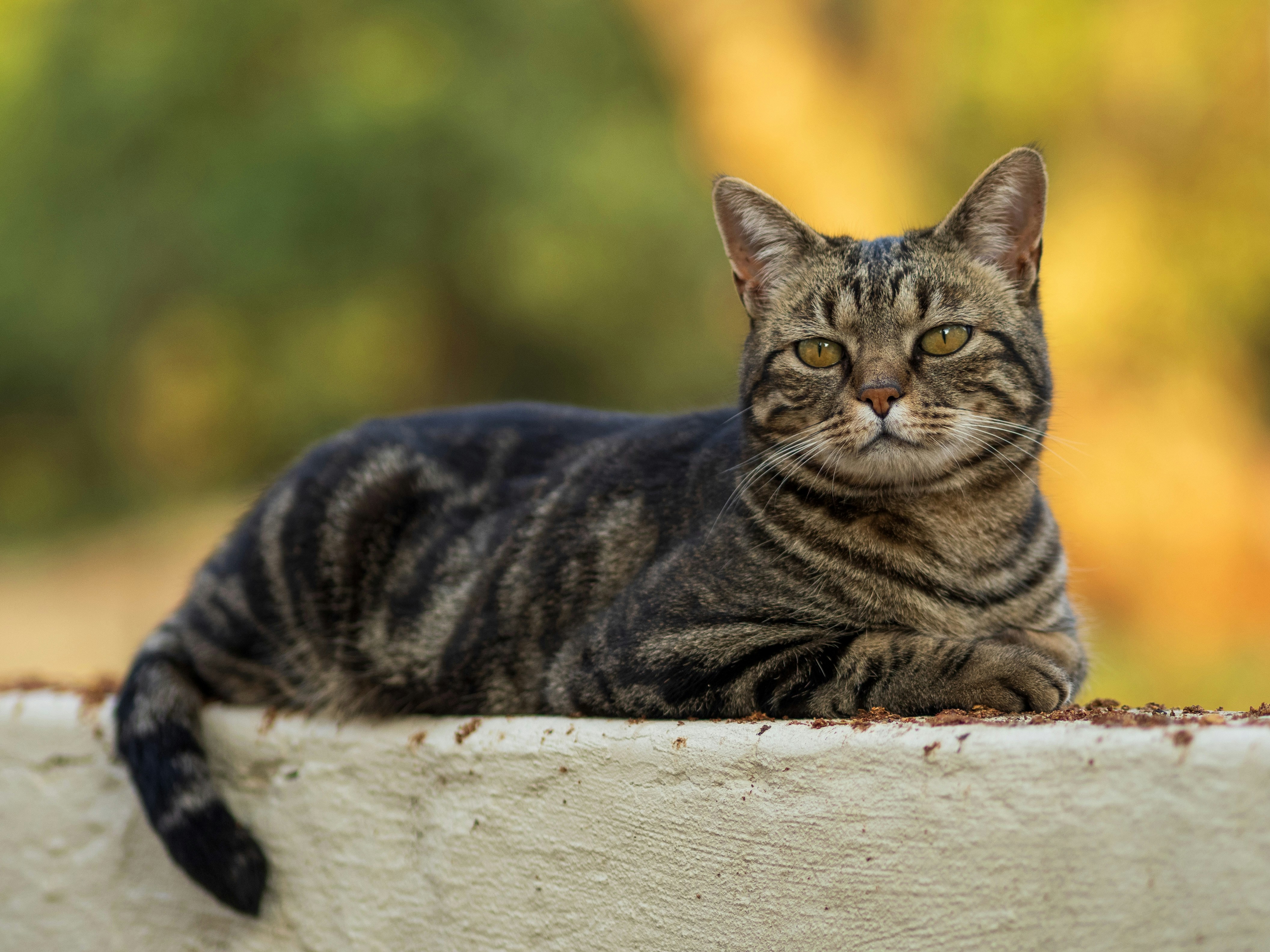 A tabby cat rests on a wall outdoors.