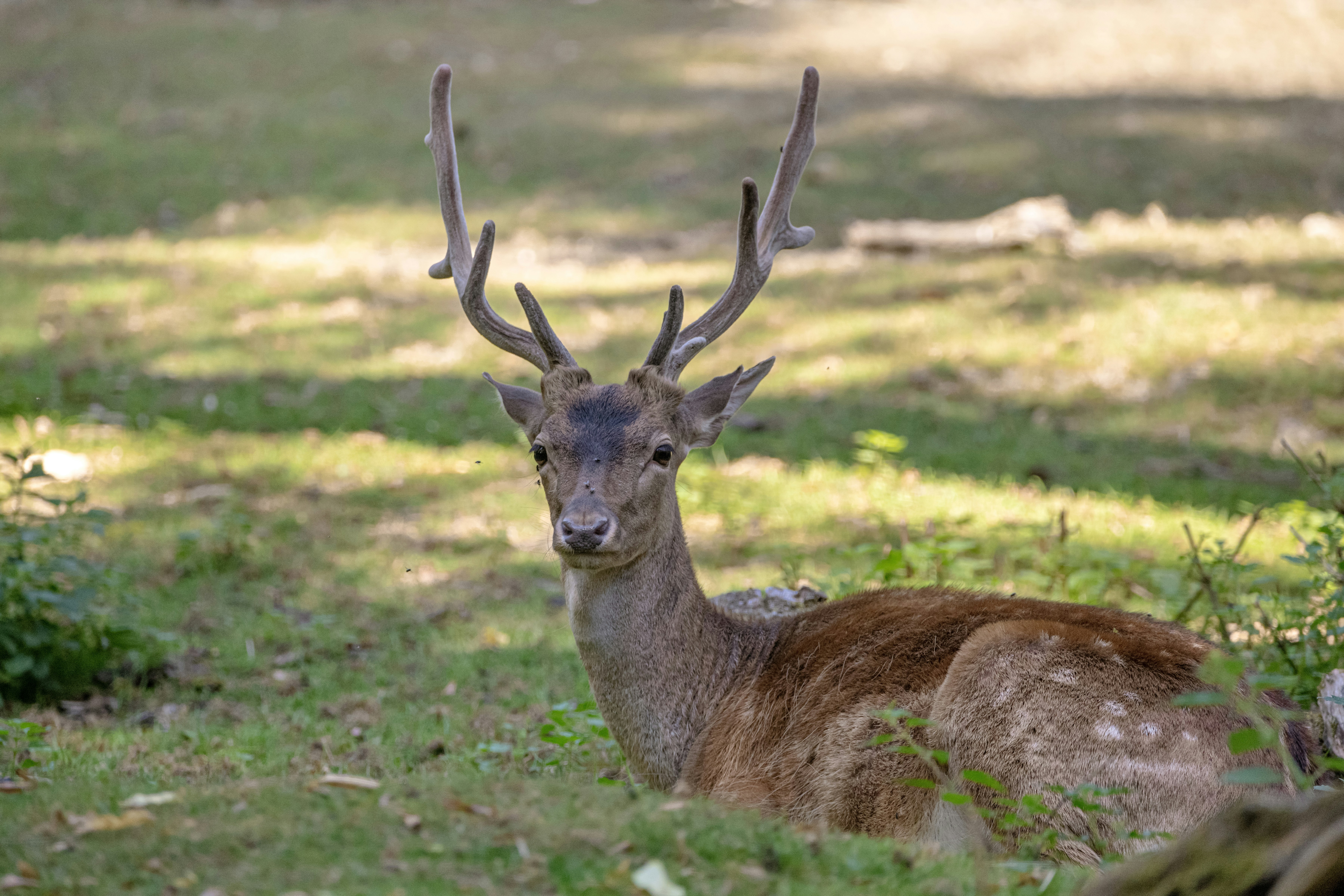 Photo by siegfriedpoepperl