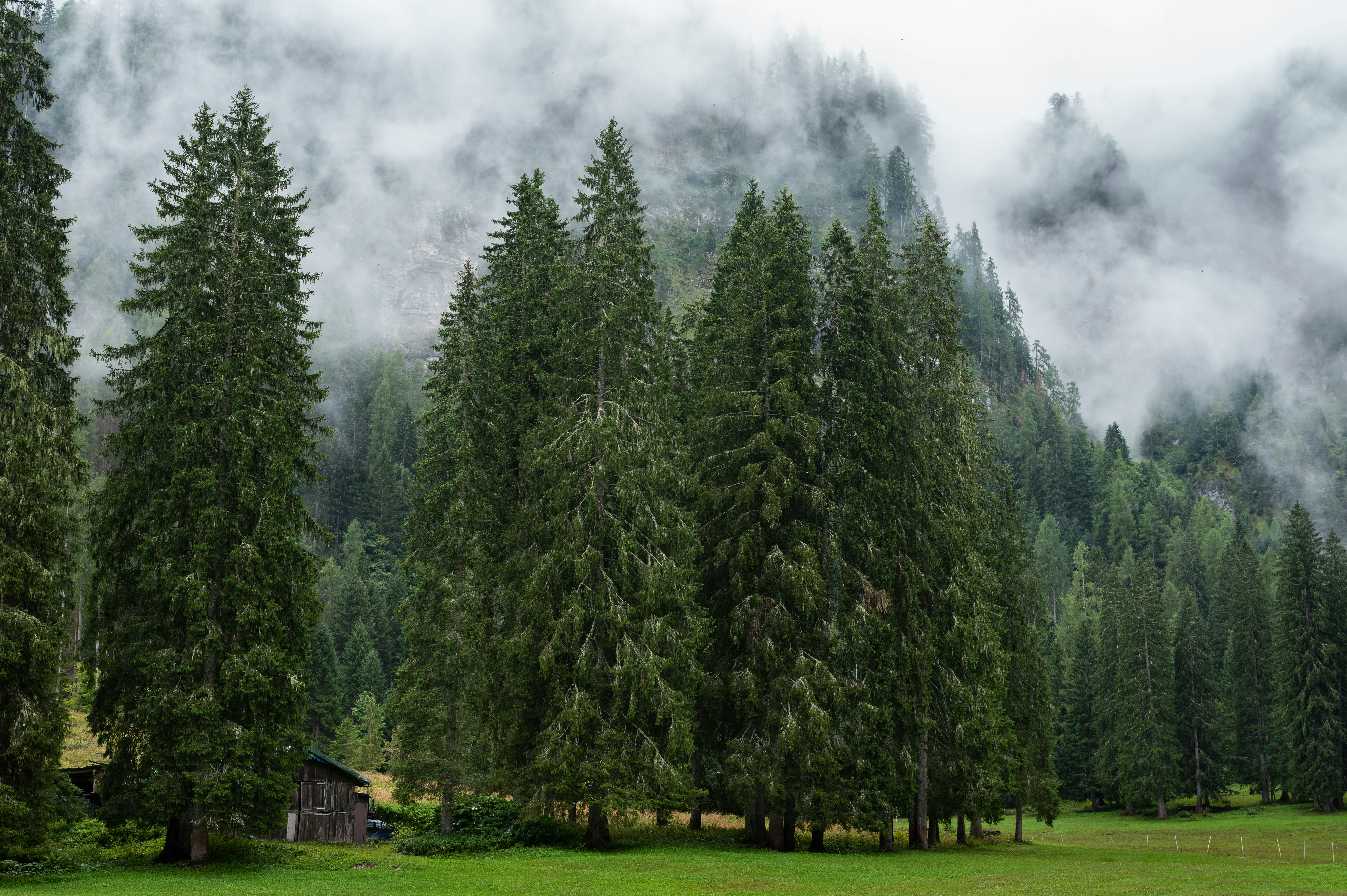 Misty mountains and evergreen forest with a small cabin.