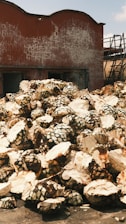 Pile of harvested agave plants outside a building