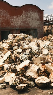 Pile of harvested agave plants outside a building