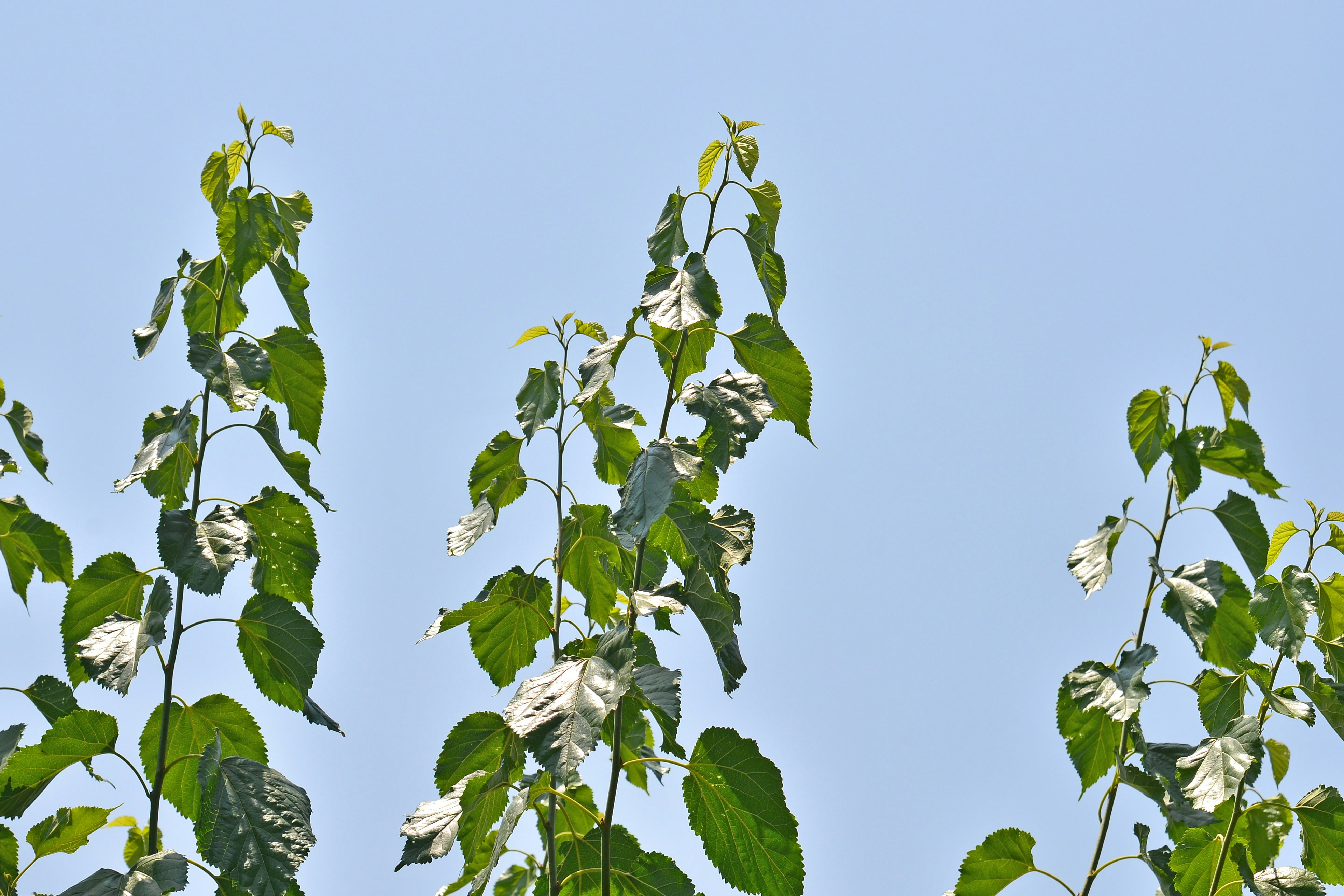 Green leaves on branches against a clear blue sky