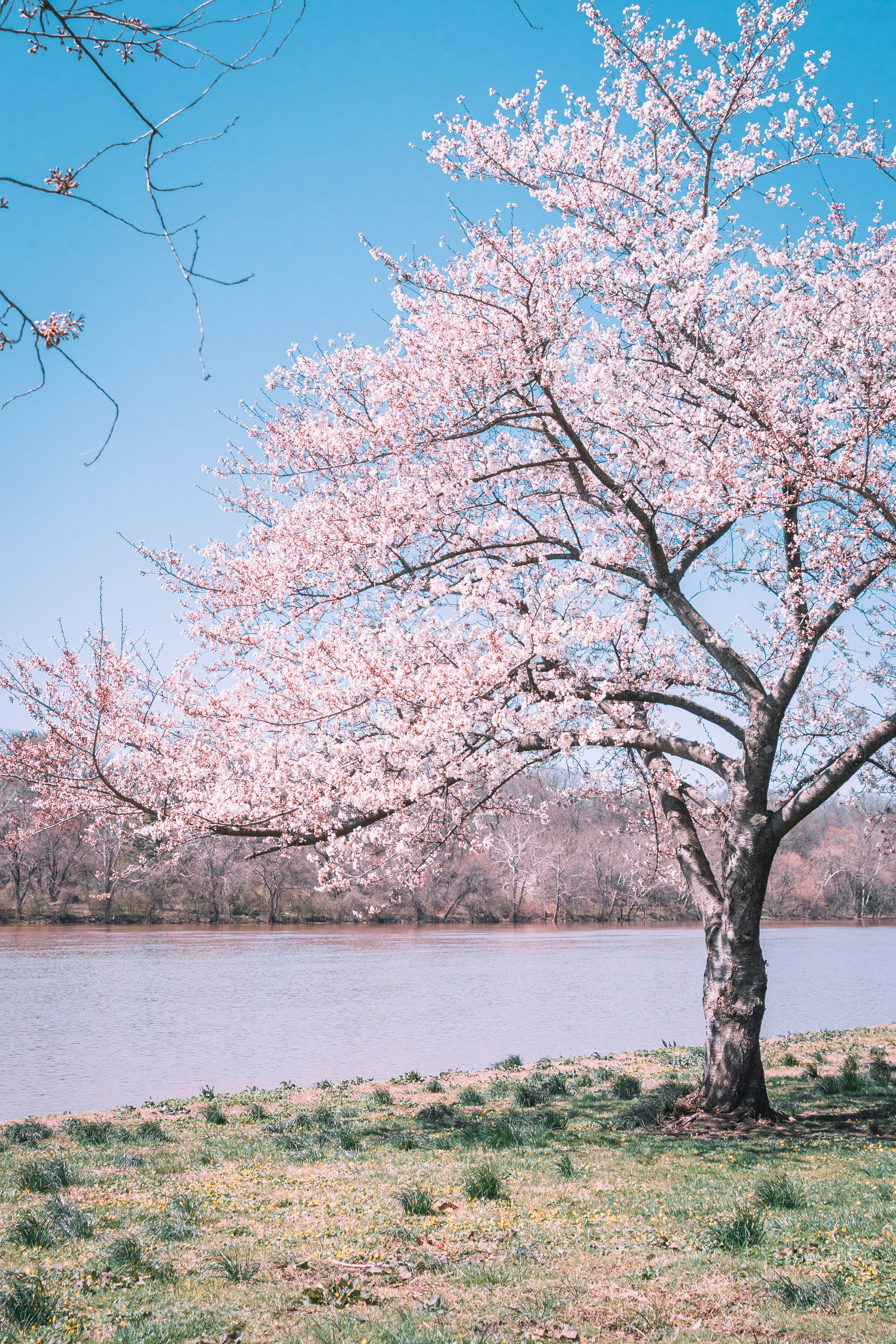 Un cerezo en flor junto a un lago en calma.