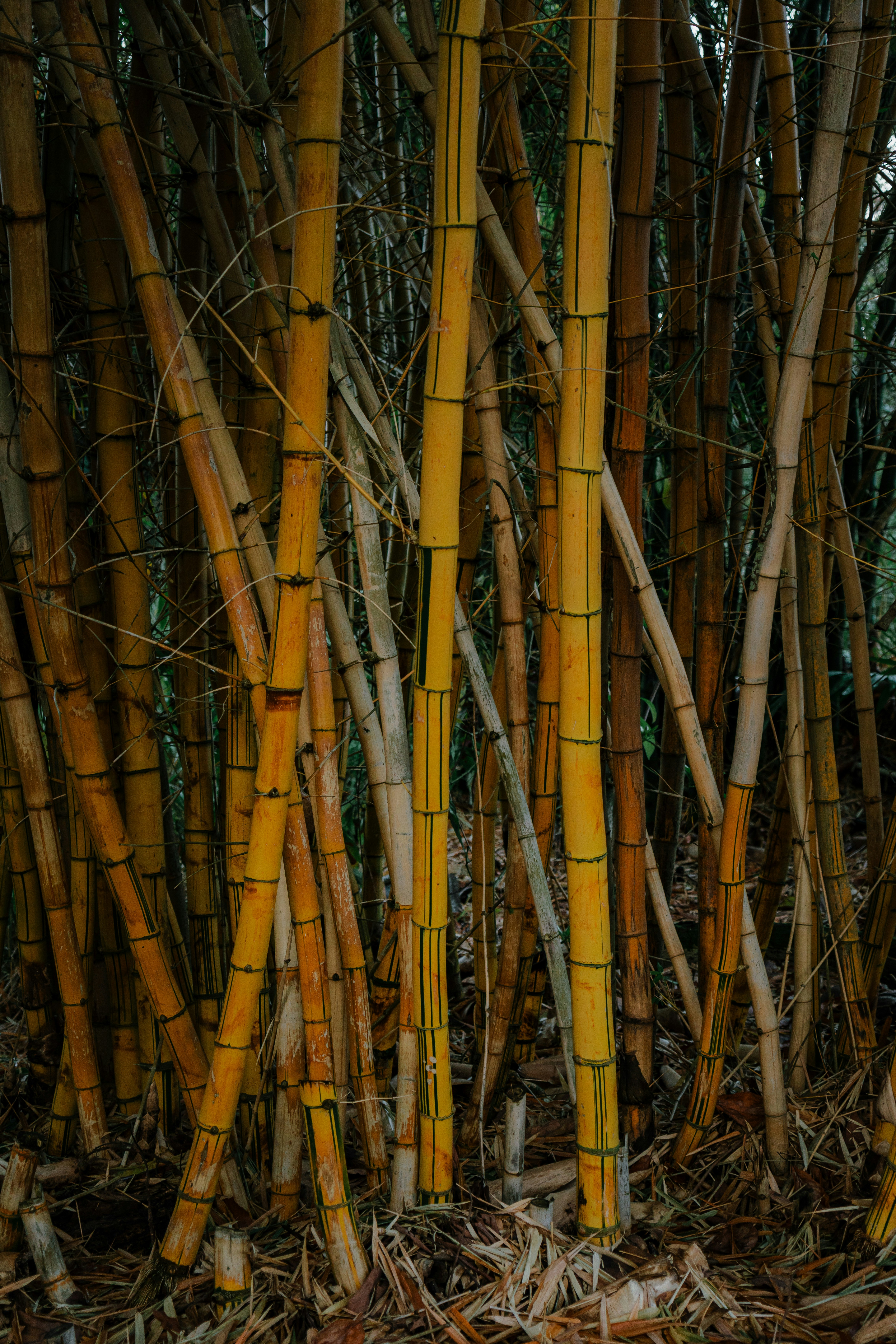 Nahaufnahme von Bambus Foto  Kostenloses Bild zum Thema Textur auf Unsplash