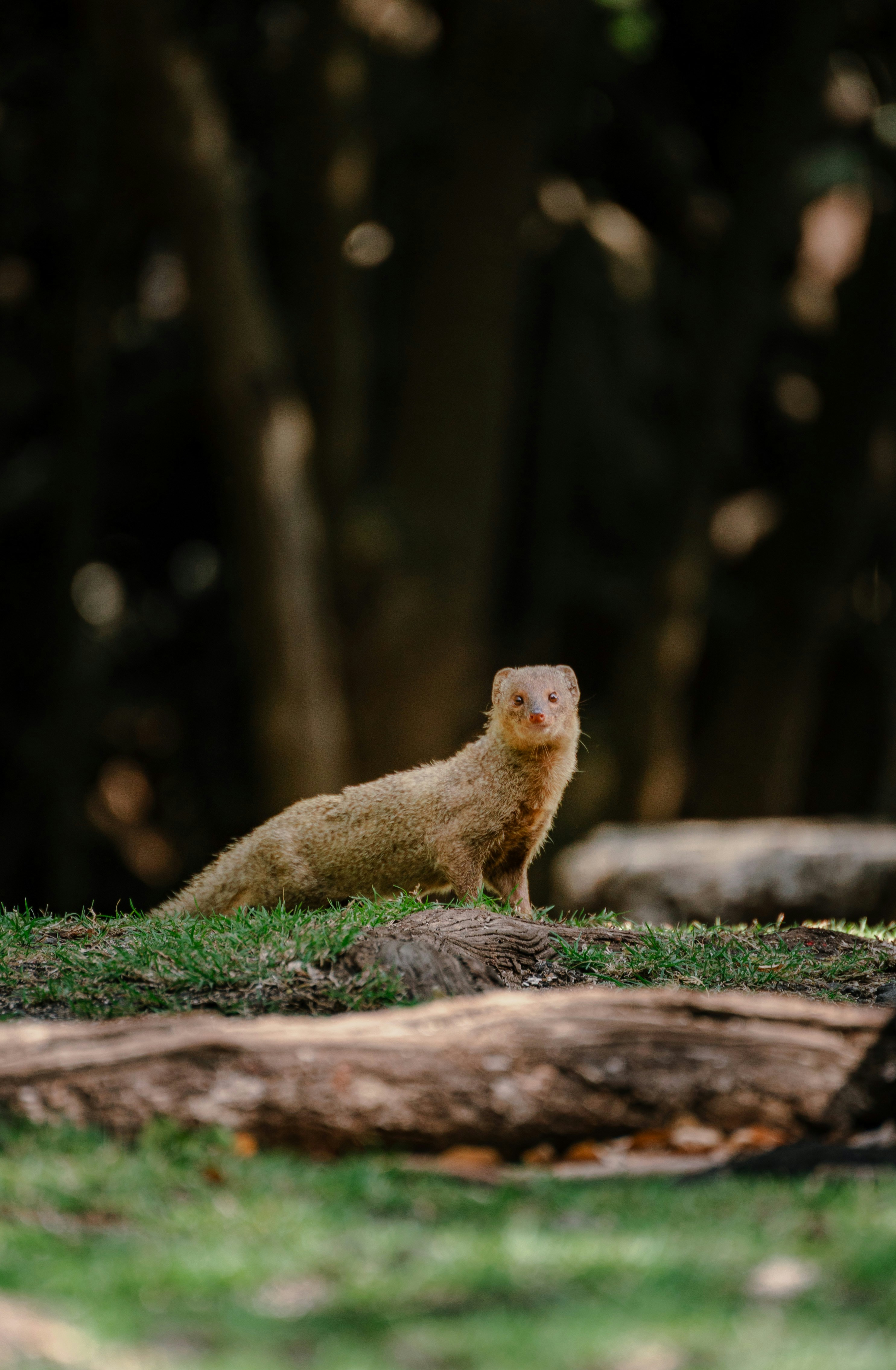 A small mongoose stands alert on grassy ground