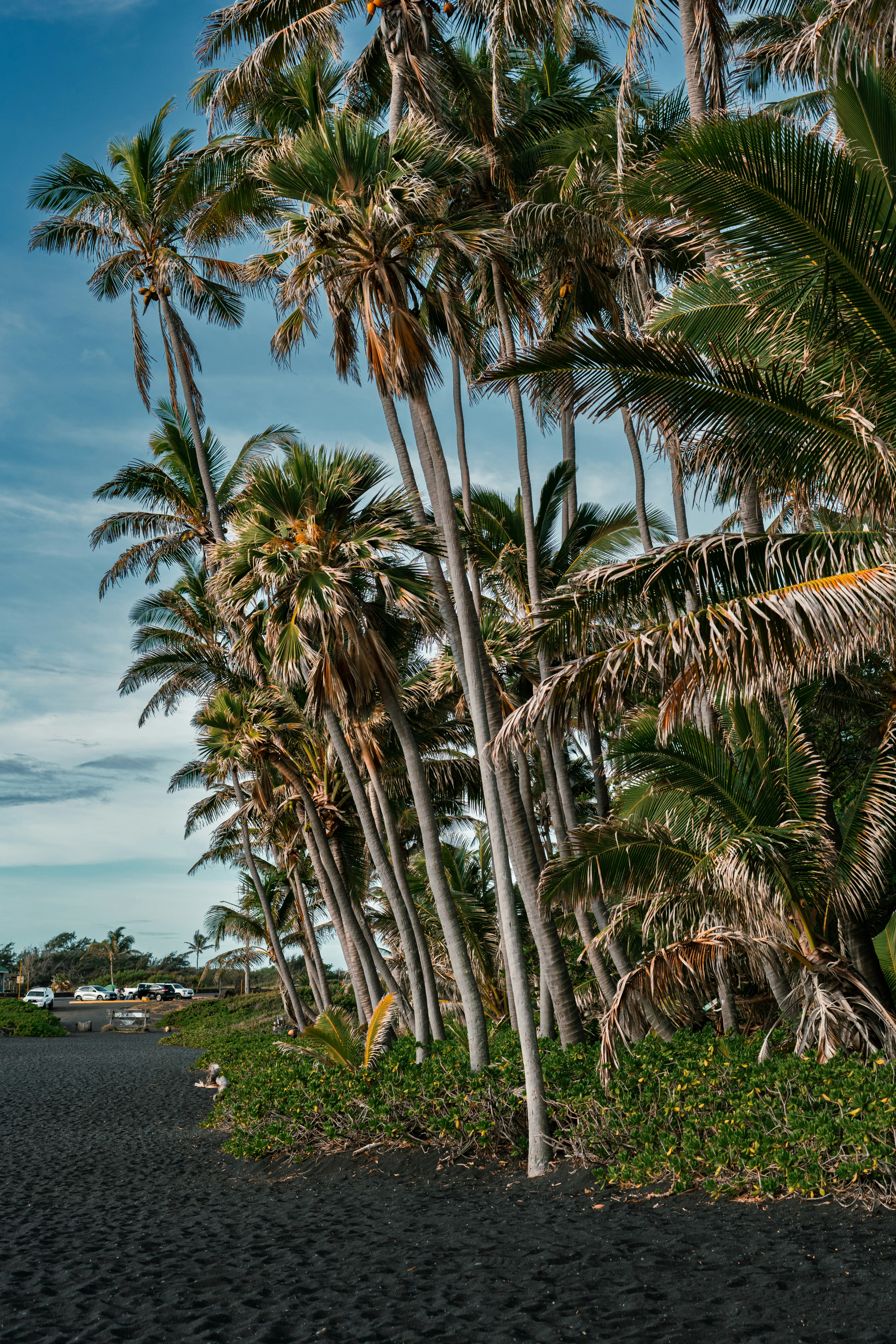 Palm trees line a black sand beach under a blue sky