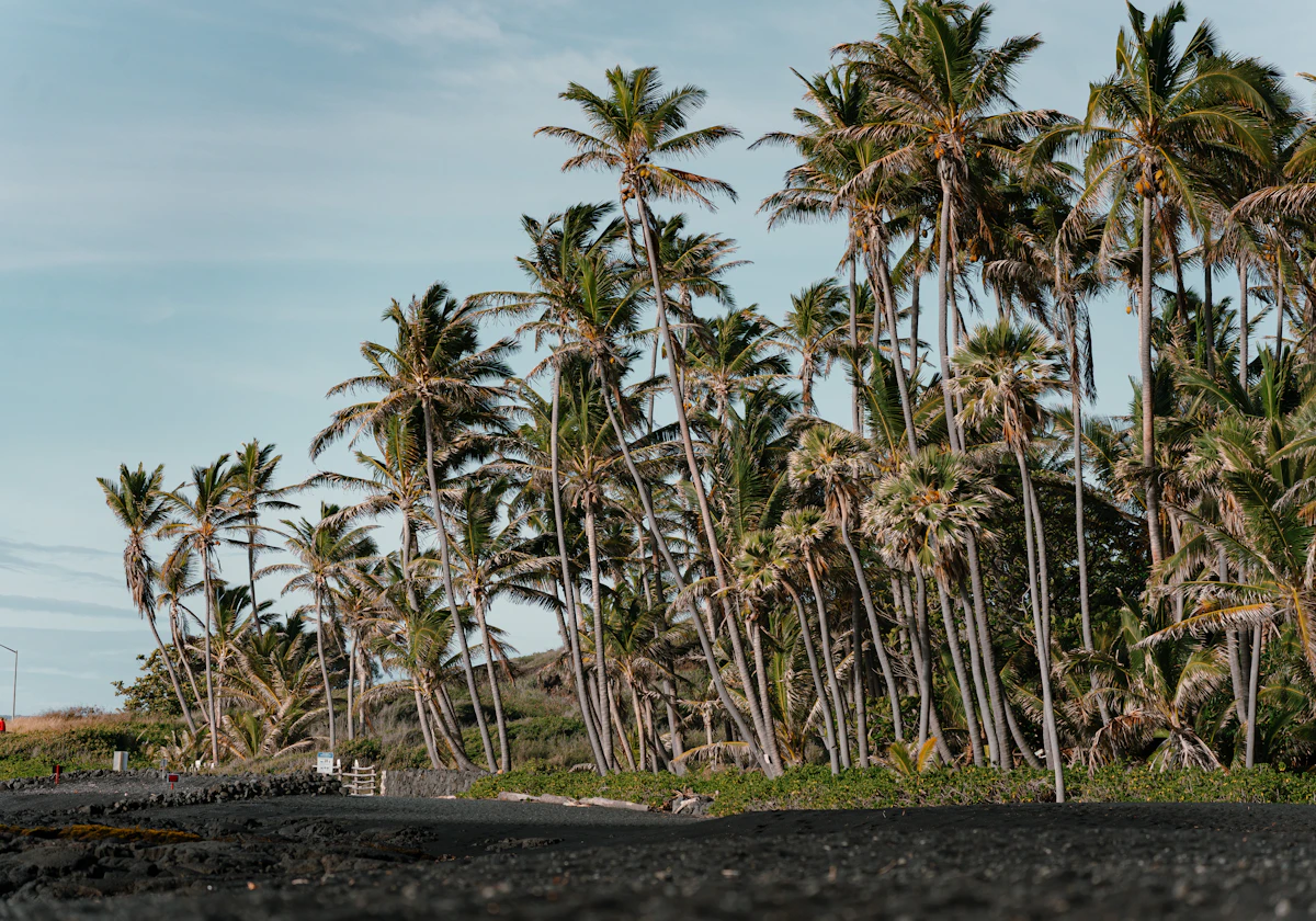 Tall palm trees lining a dark volcanic-sand beach at dusk on Hawaii's Big Island near Kona