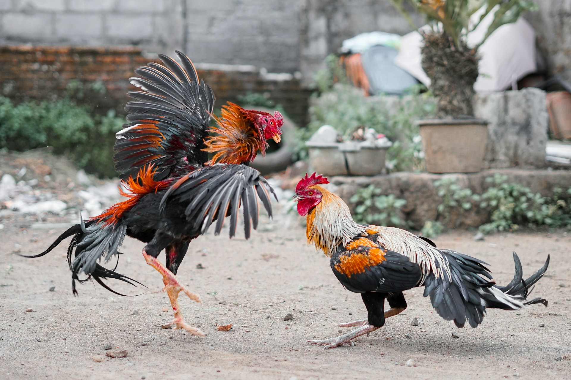 Two roosters fighting in a dusty outdoor area.