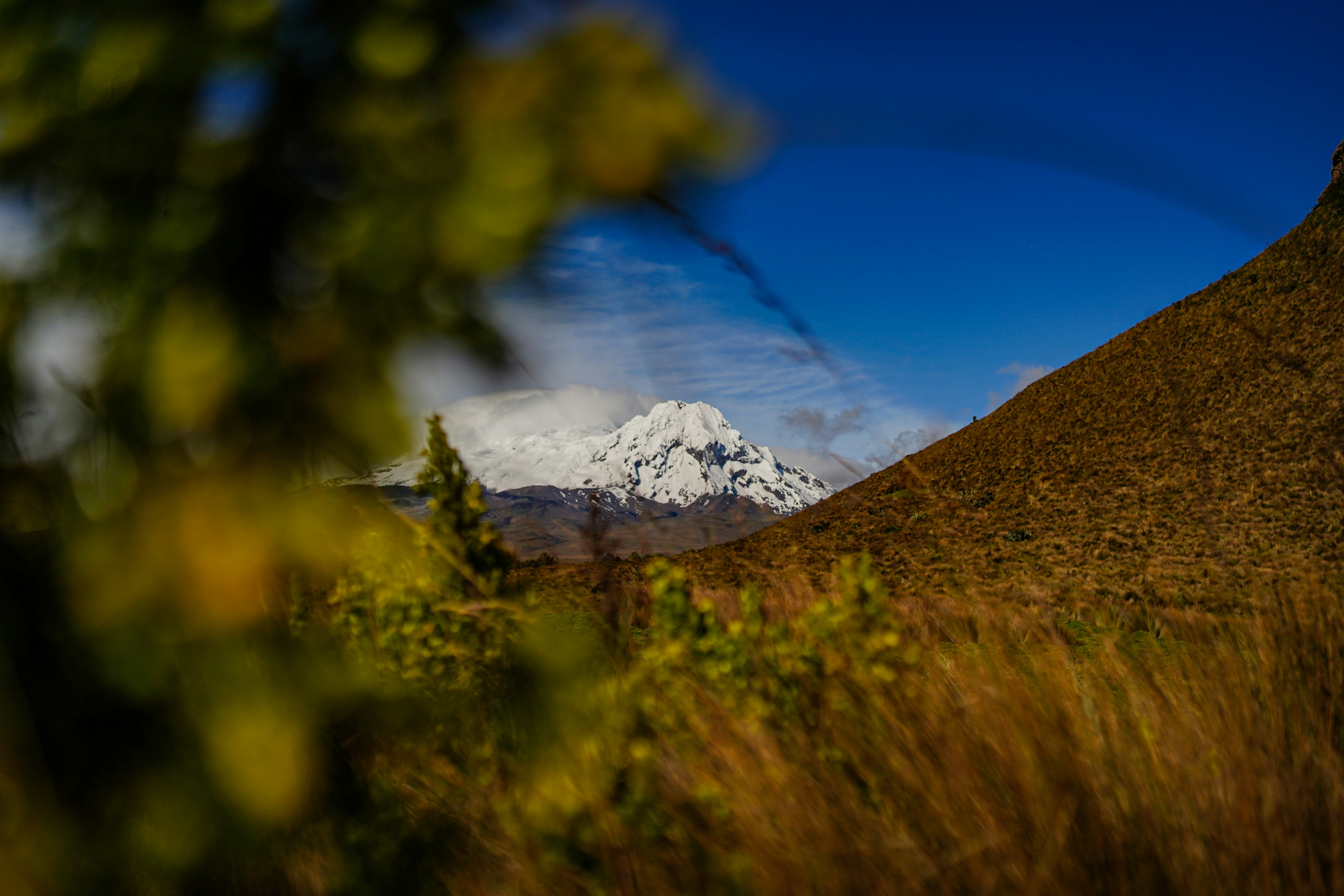 Snow-capped mountain peak seen through blurred foliage.