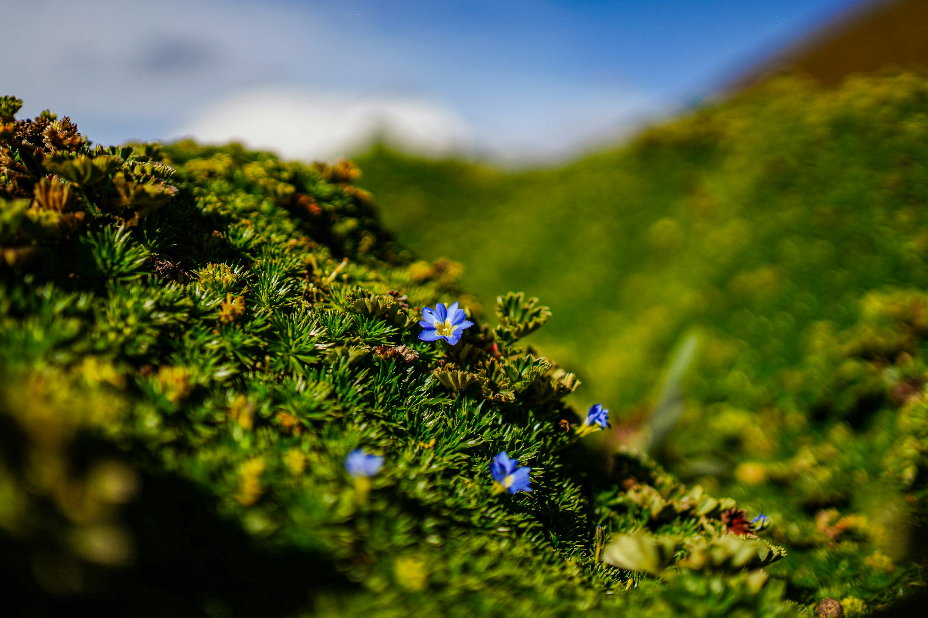 Small blue flowers bloom on mossy ground