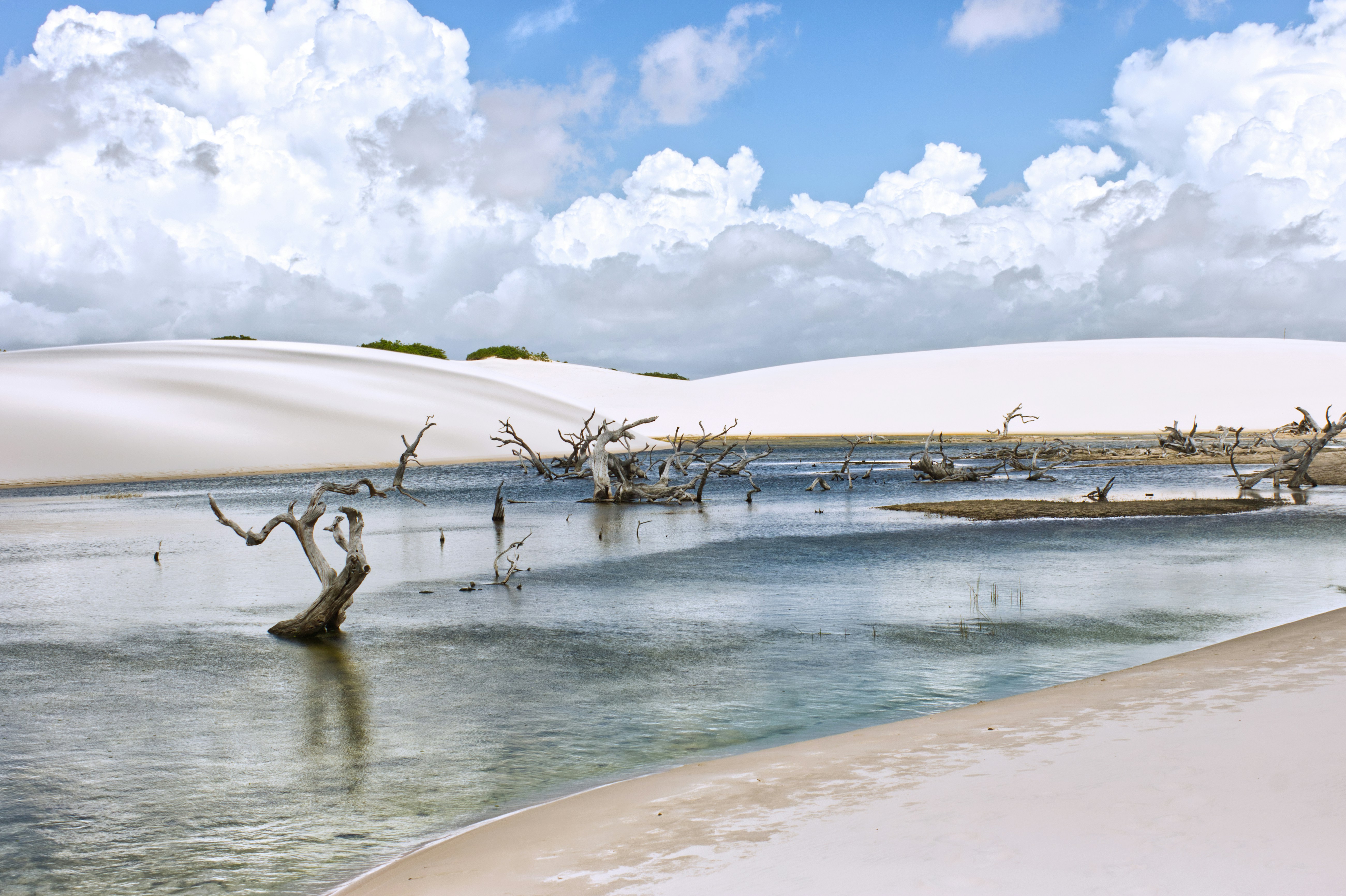 Dead trees emerge from a clear pool in sand dunes