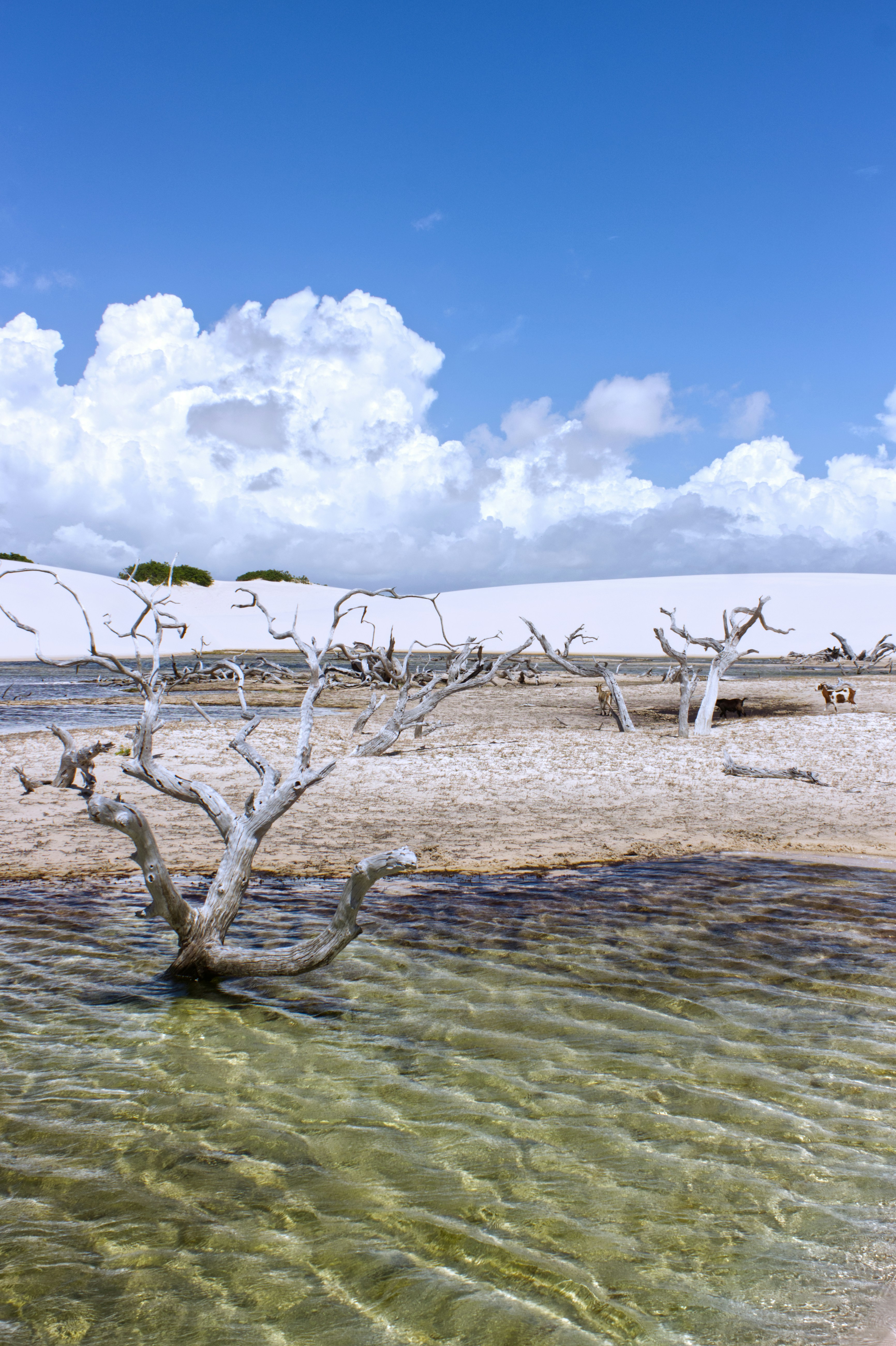 Trockene Bäume im flachen Wasser mit Sanddünen und Himmel.