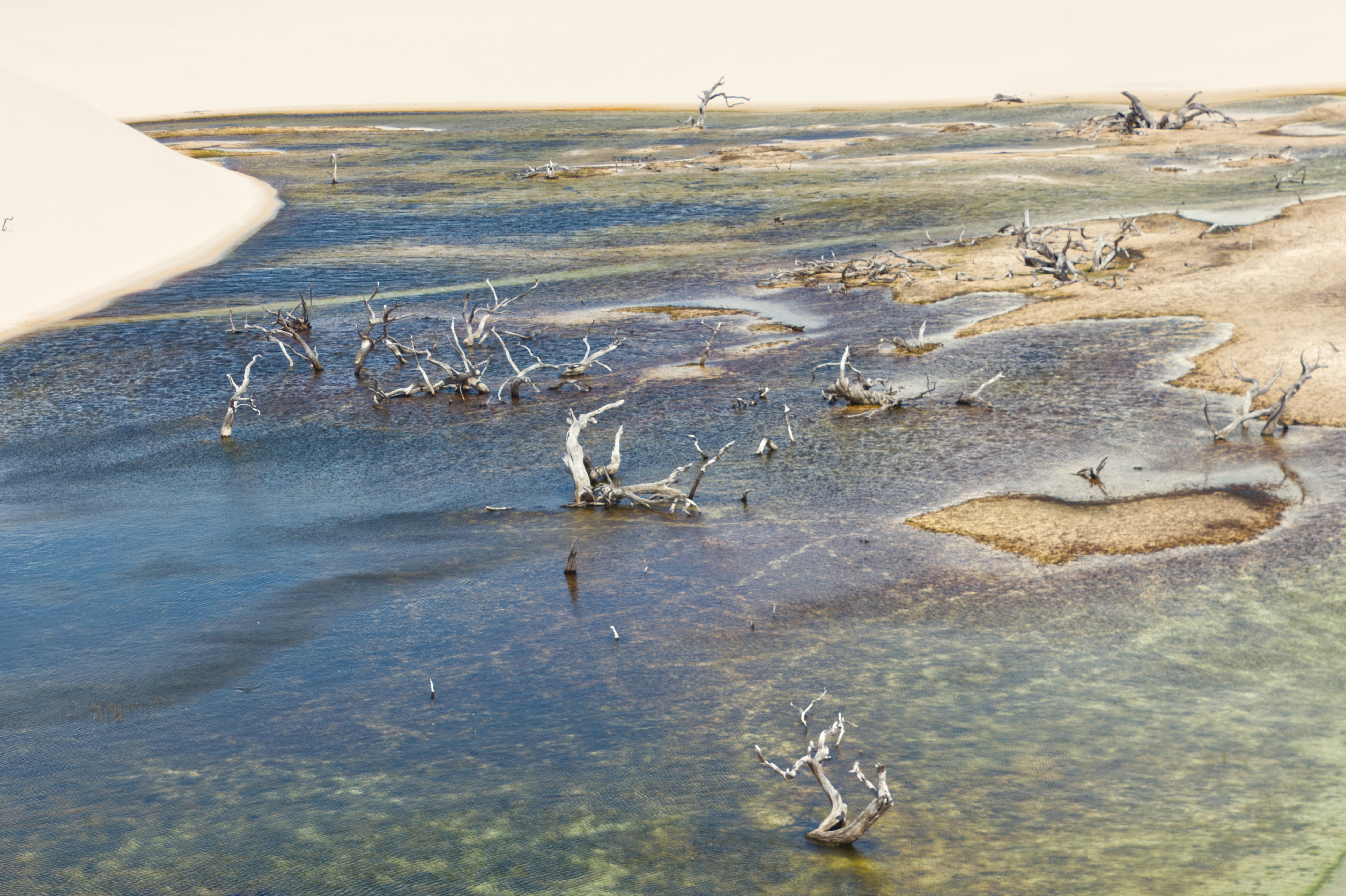 Abgestorbene Bäume im flachen Wasser an einem sandigen Ufer.