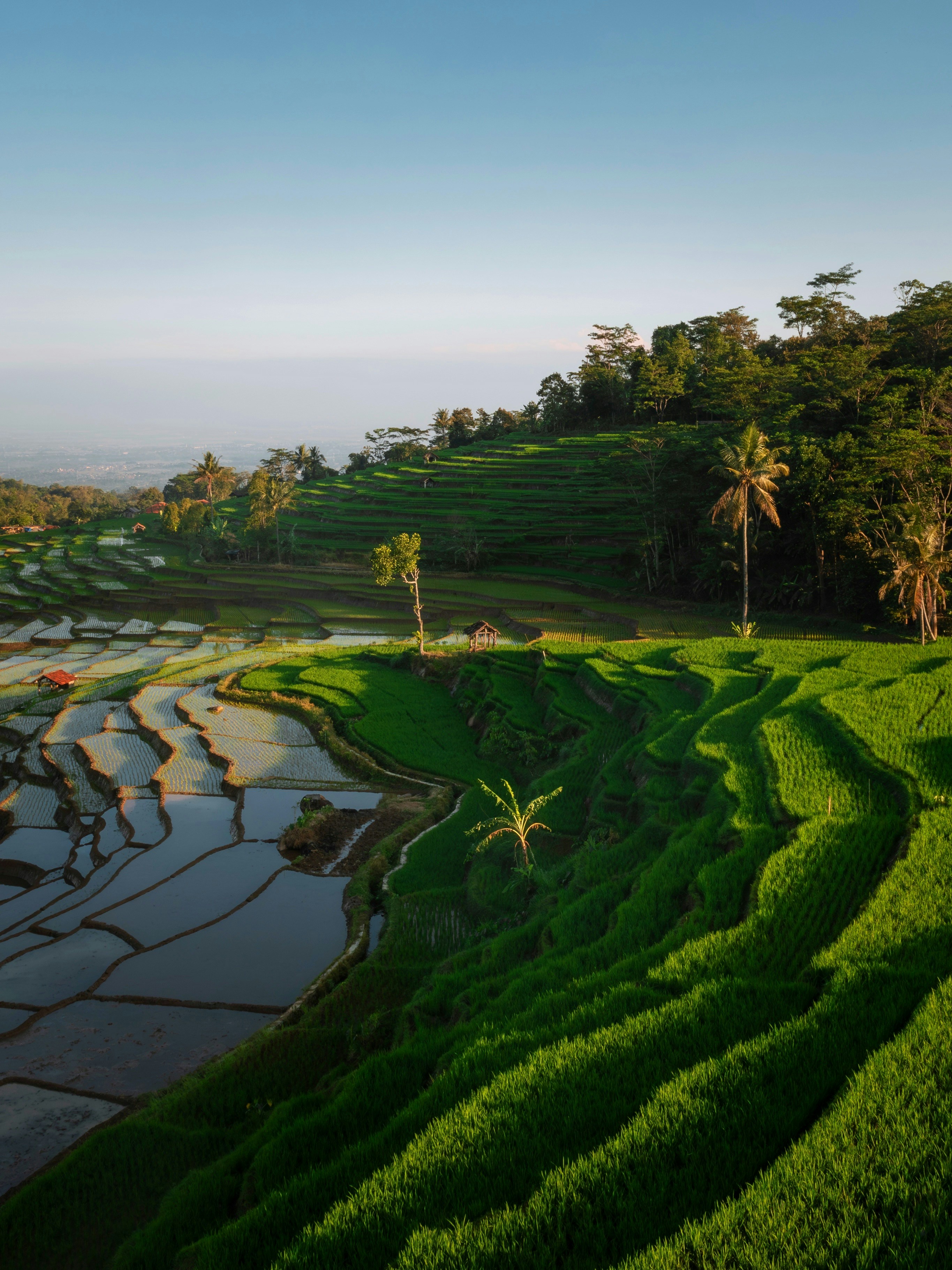 Lush green rice terraces with palm trees under a clear sky.