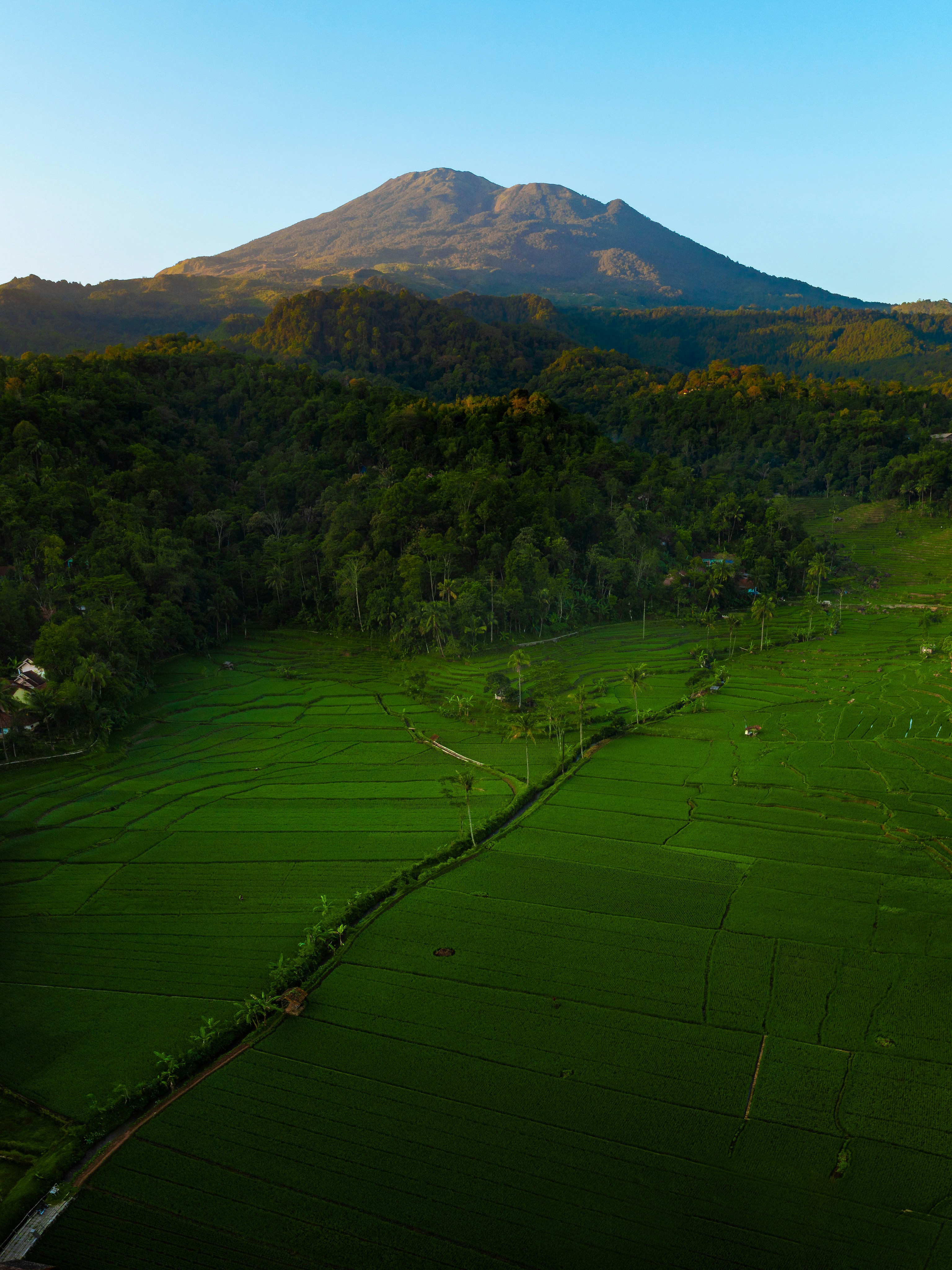 Lush green rice fields leading to a majestic mountain.