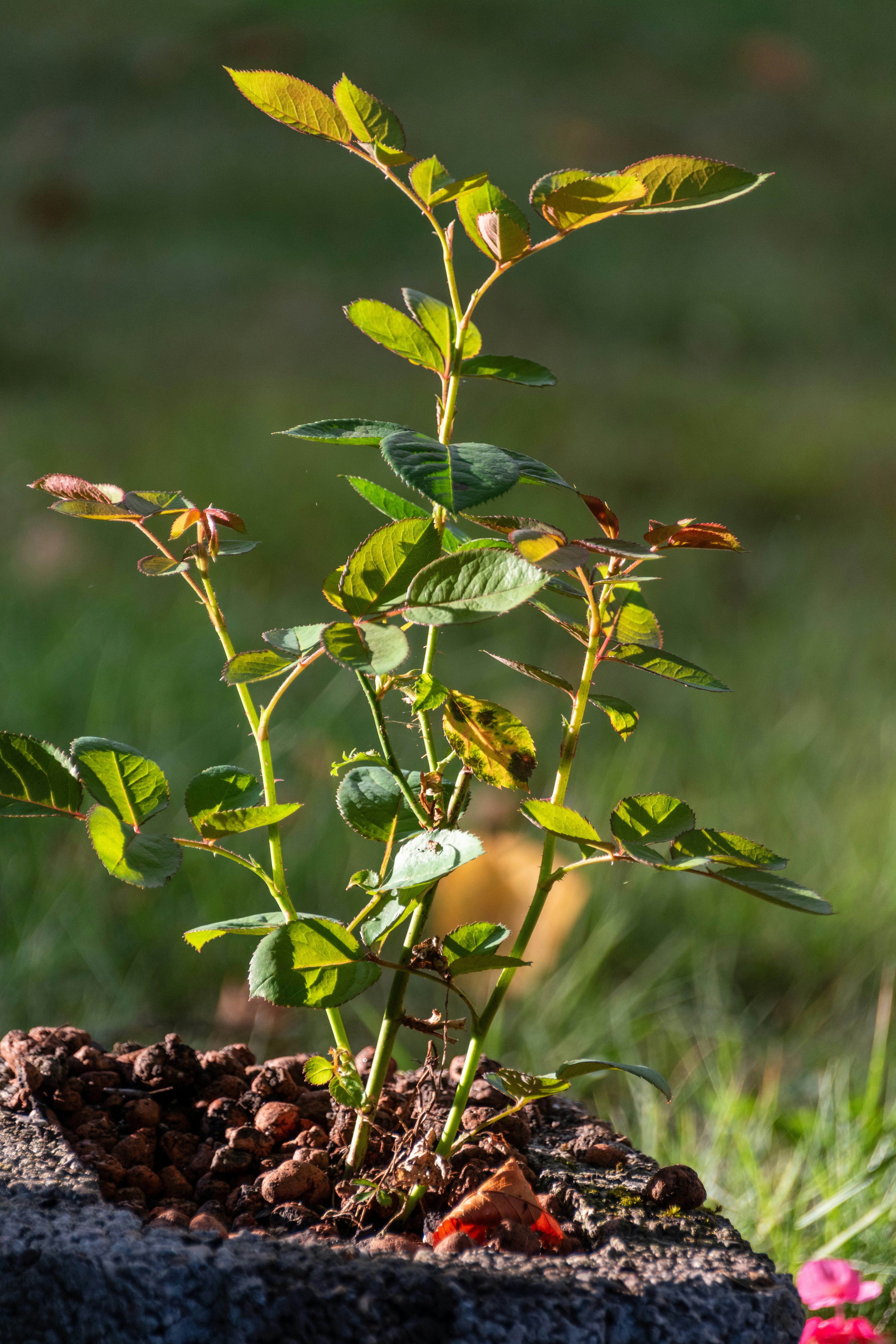 Young rose plant growing in a garden