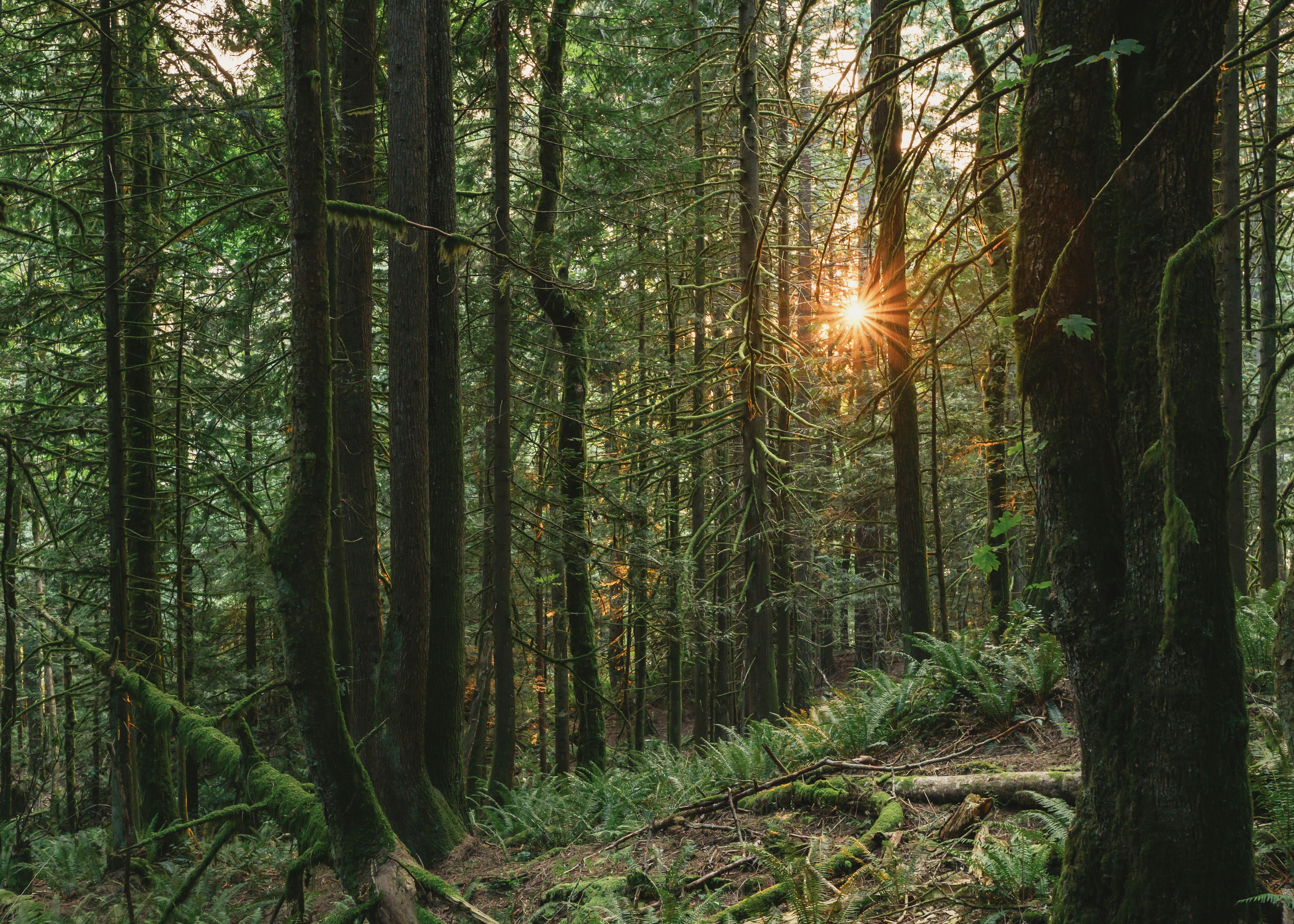 Photo by albertstoynov