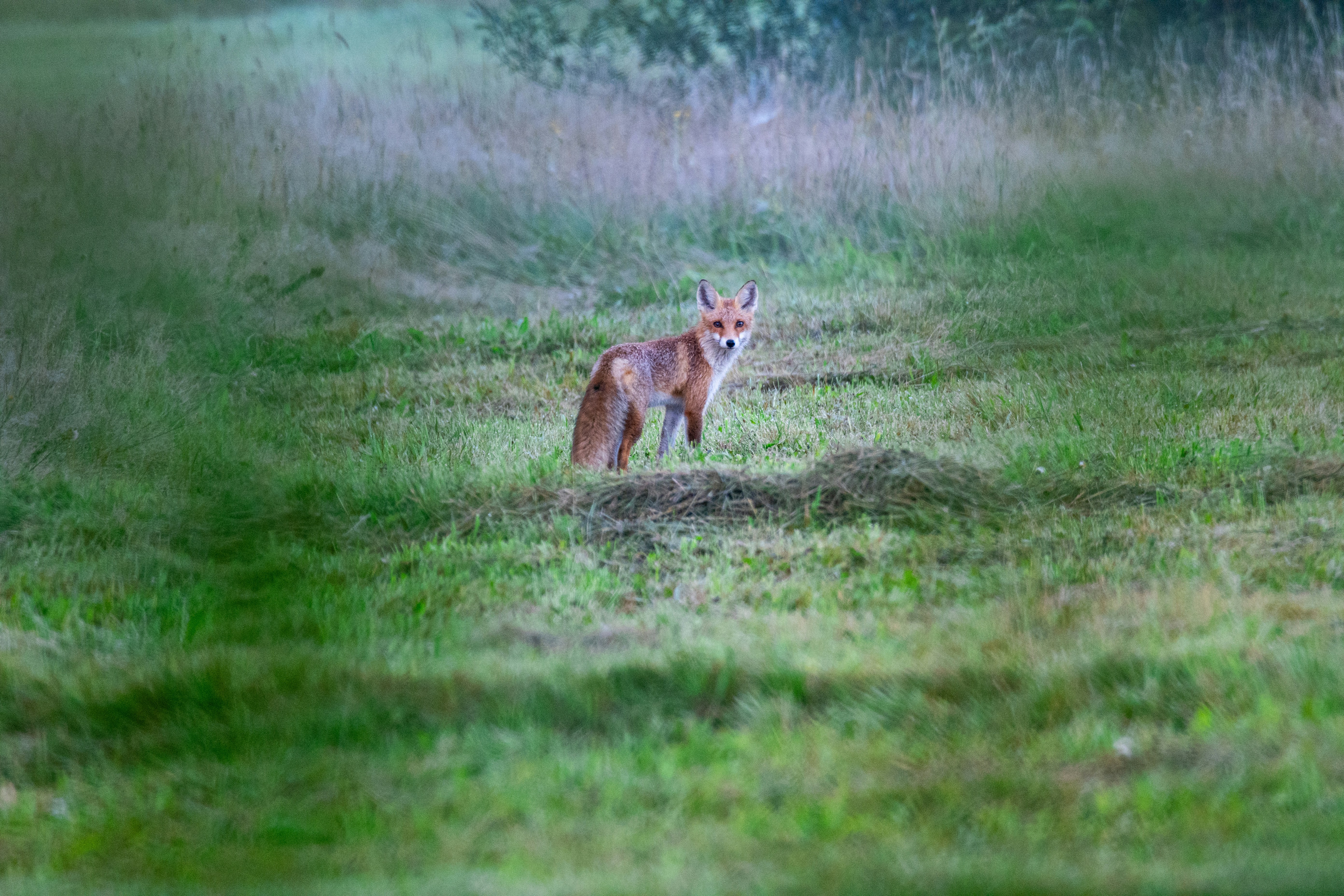 Photo by oj_wildframe