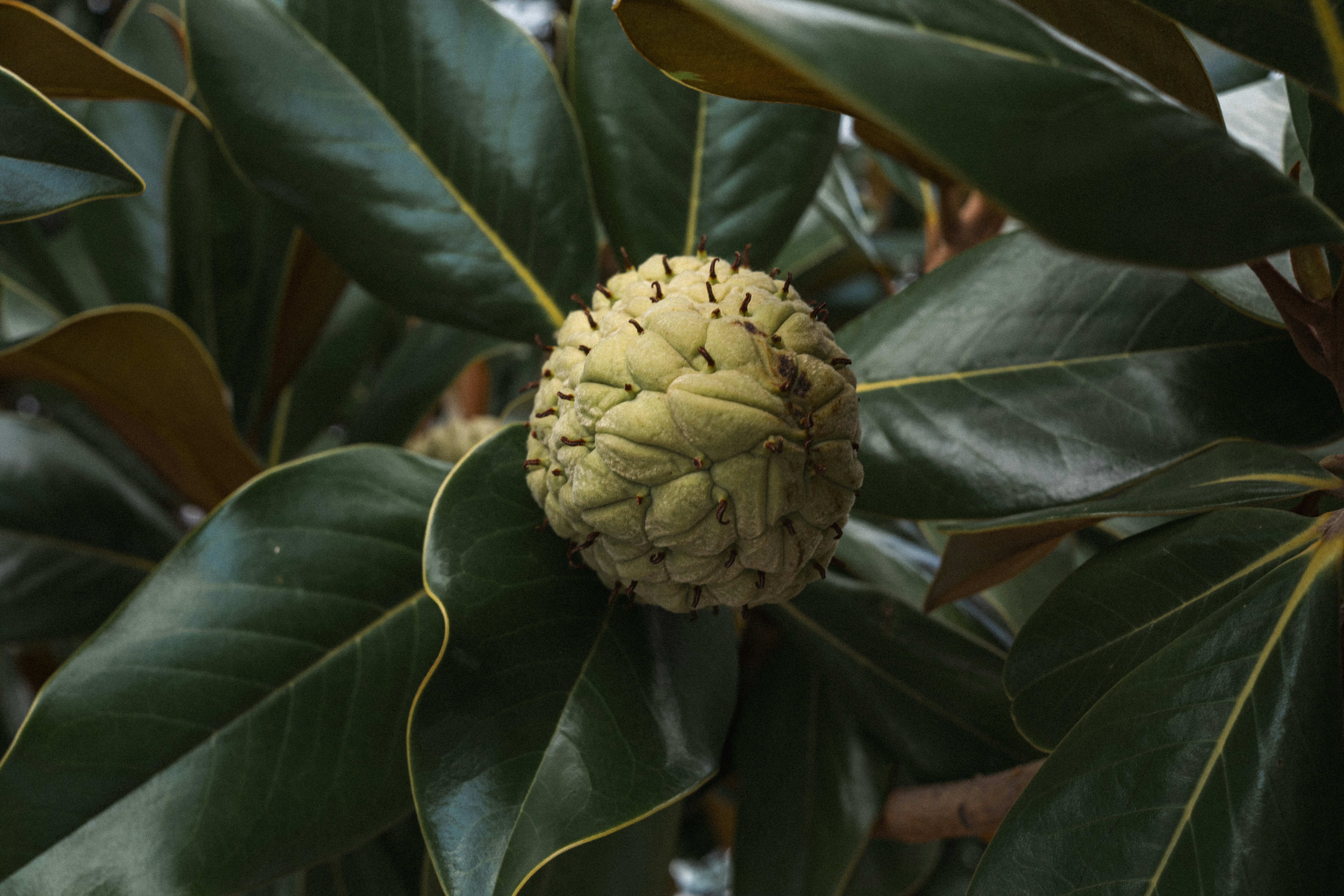 Photo by throughalekslens