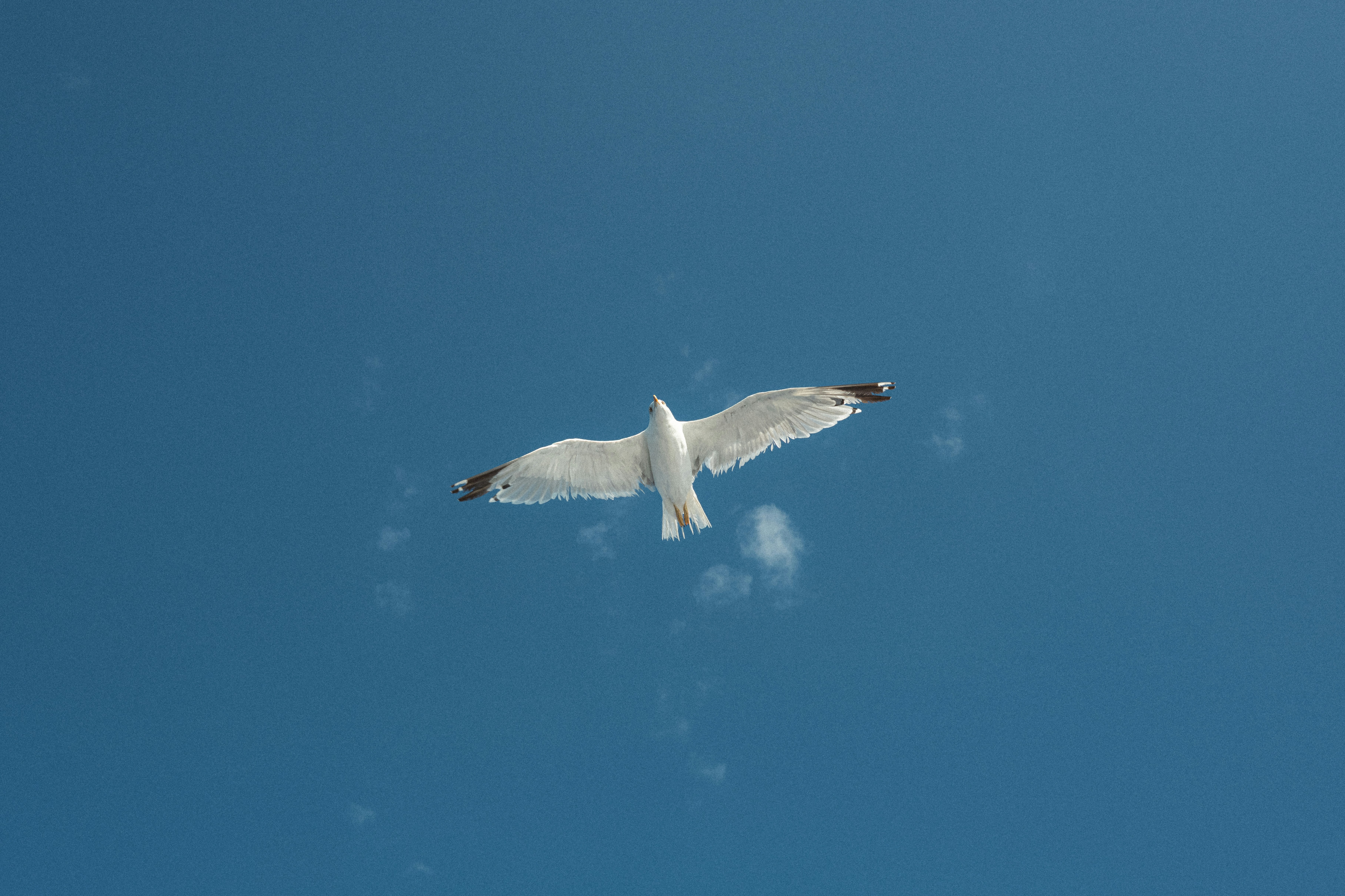 Photo by throughalekslens