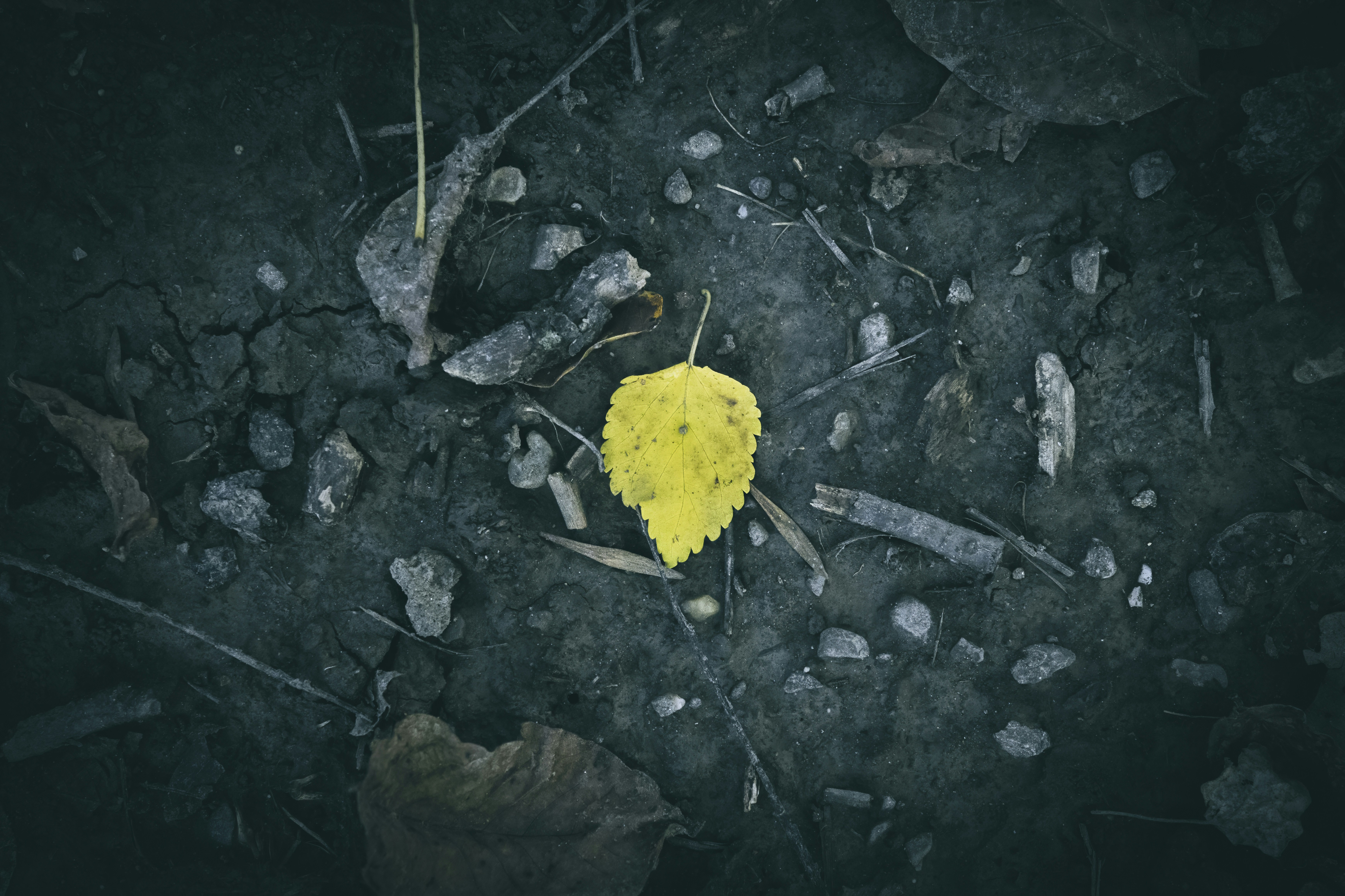 Yellow leaf on forest floor