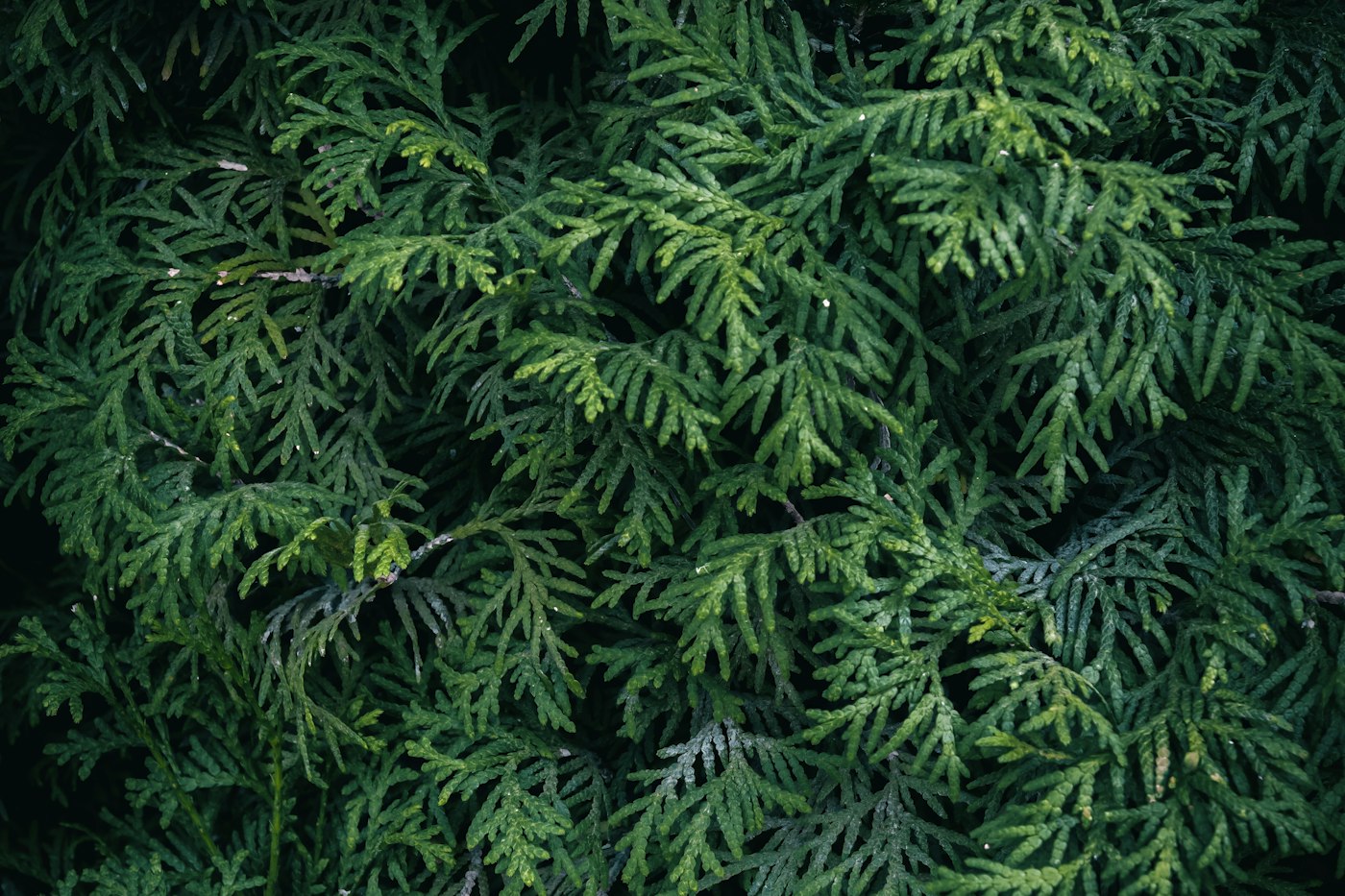 Close-up of dense arborvitae foliage
