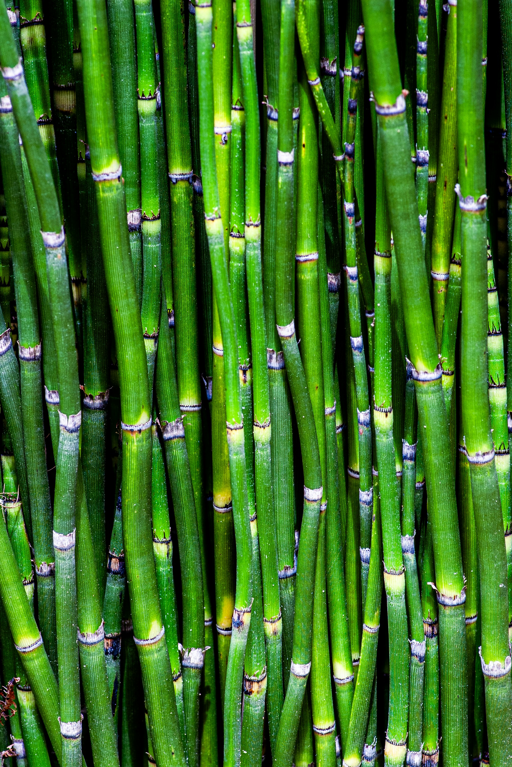 Kuşkonmaz Yağı Kullanımının Faydaları