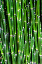 Kuşkonmaz Yağı Kullanımının Faydaları