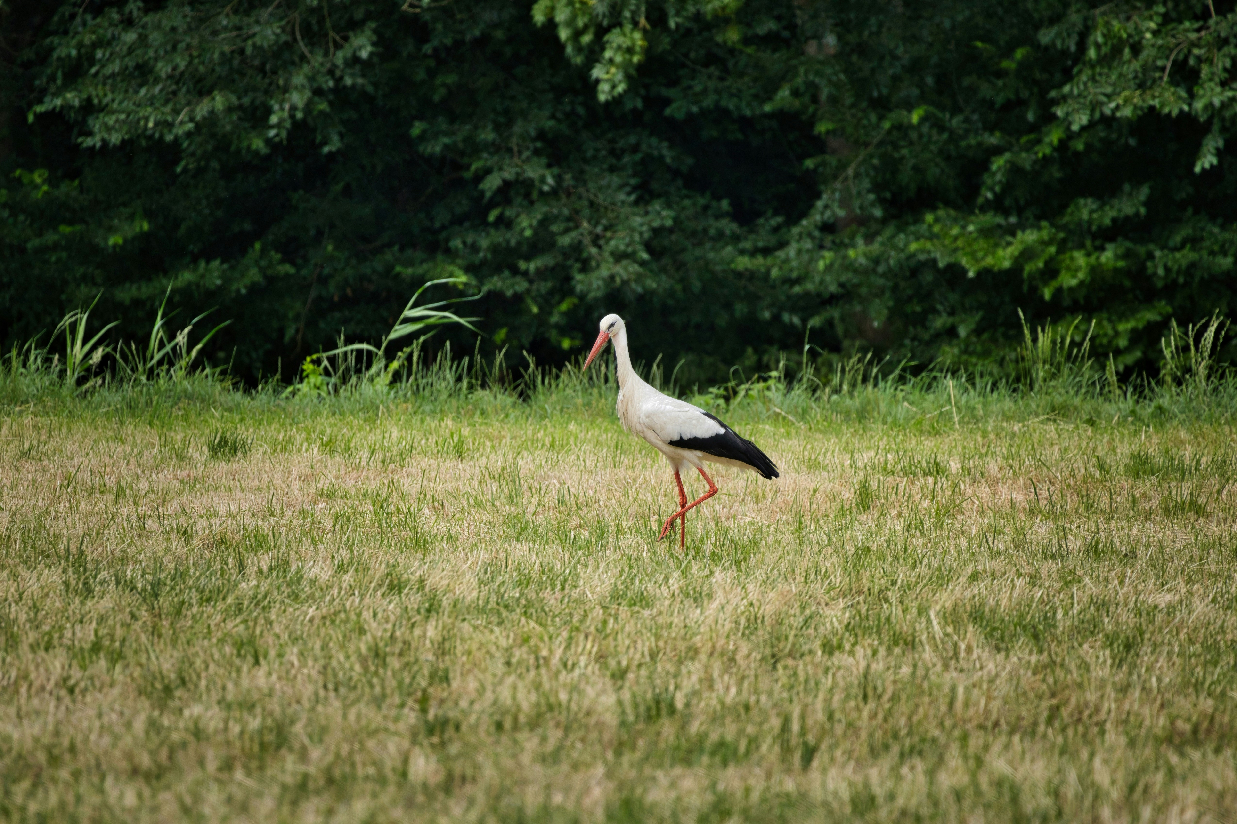 Photo by wvrede