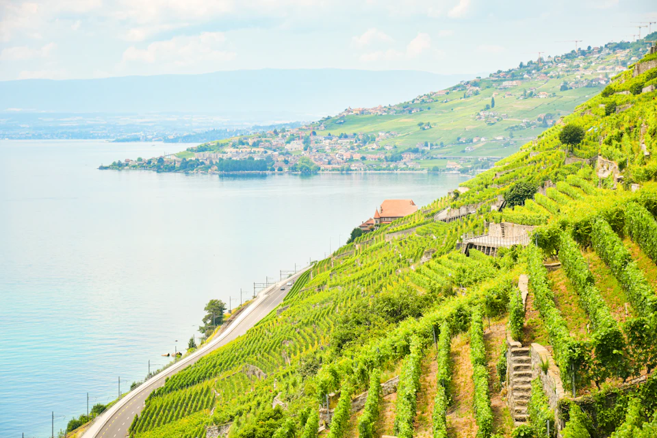 Wine-country vines in golden light