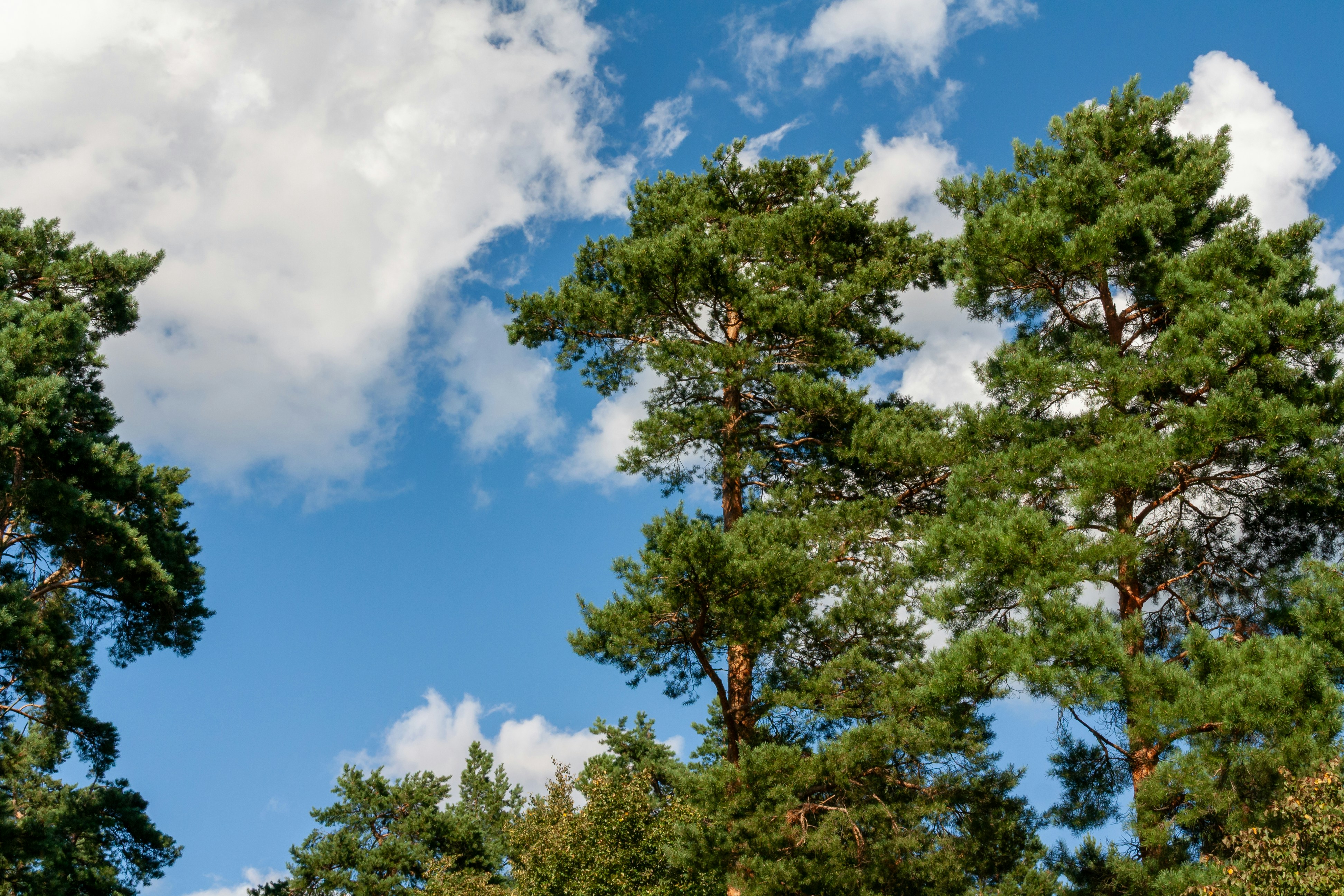 Photo by kulikovnik2