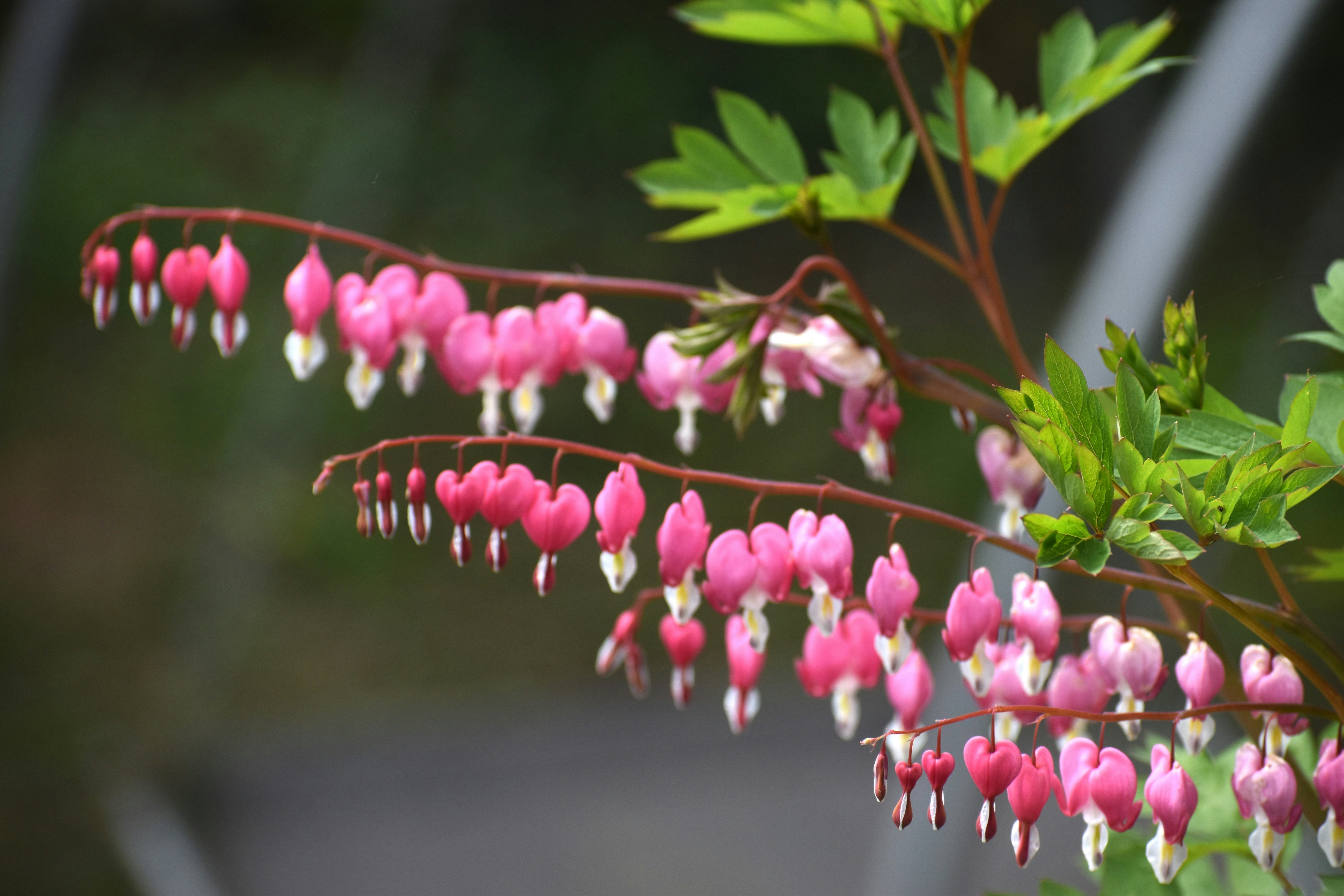 Photo by danielelarosa