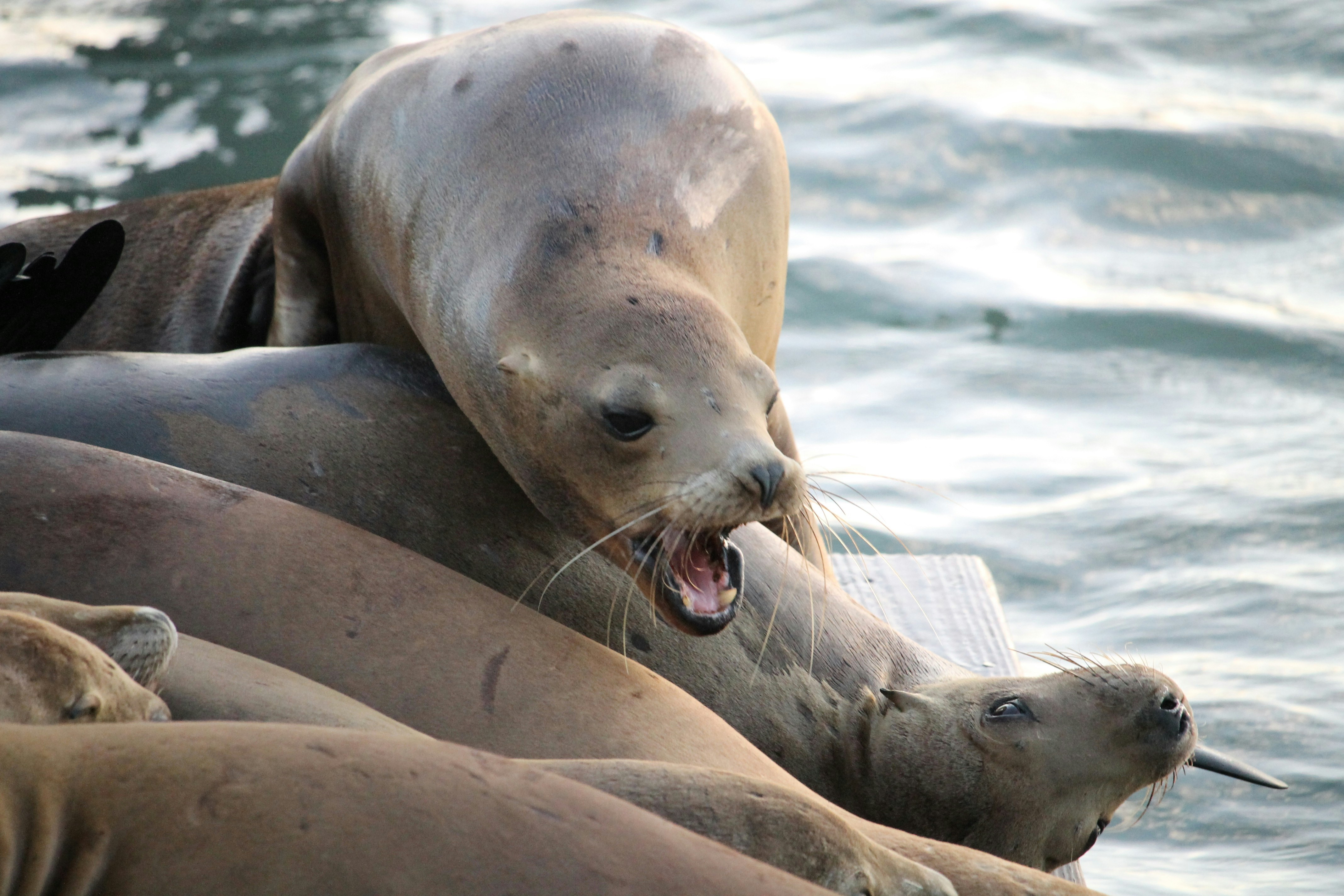 Photo by martinachitarrini