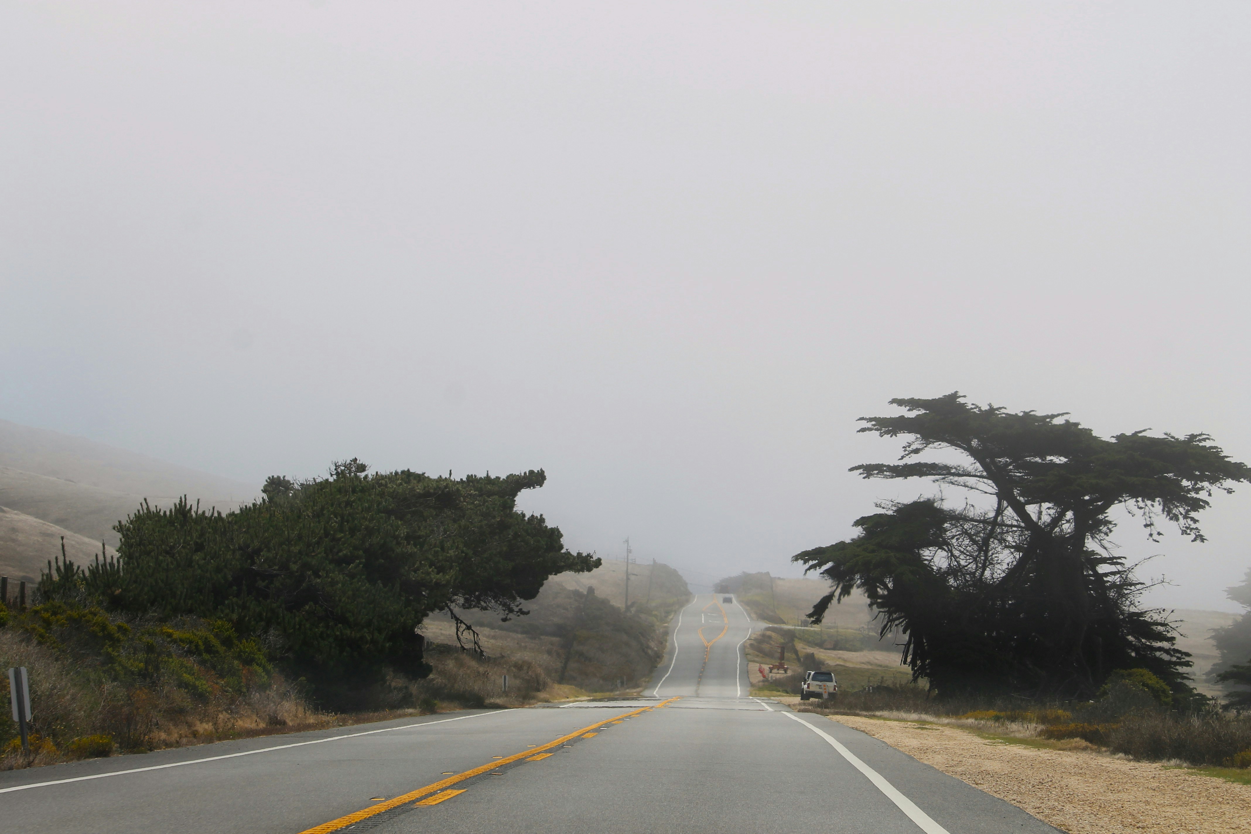 Foggy road with trees on either side