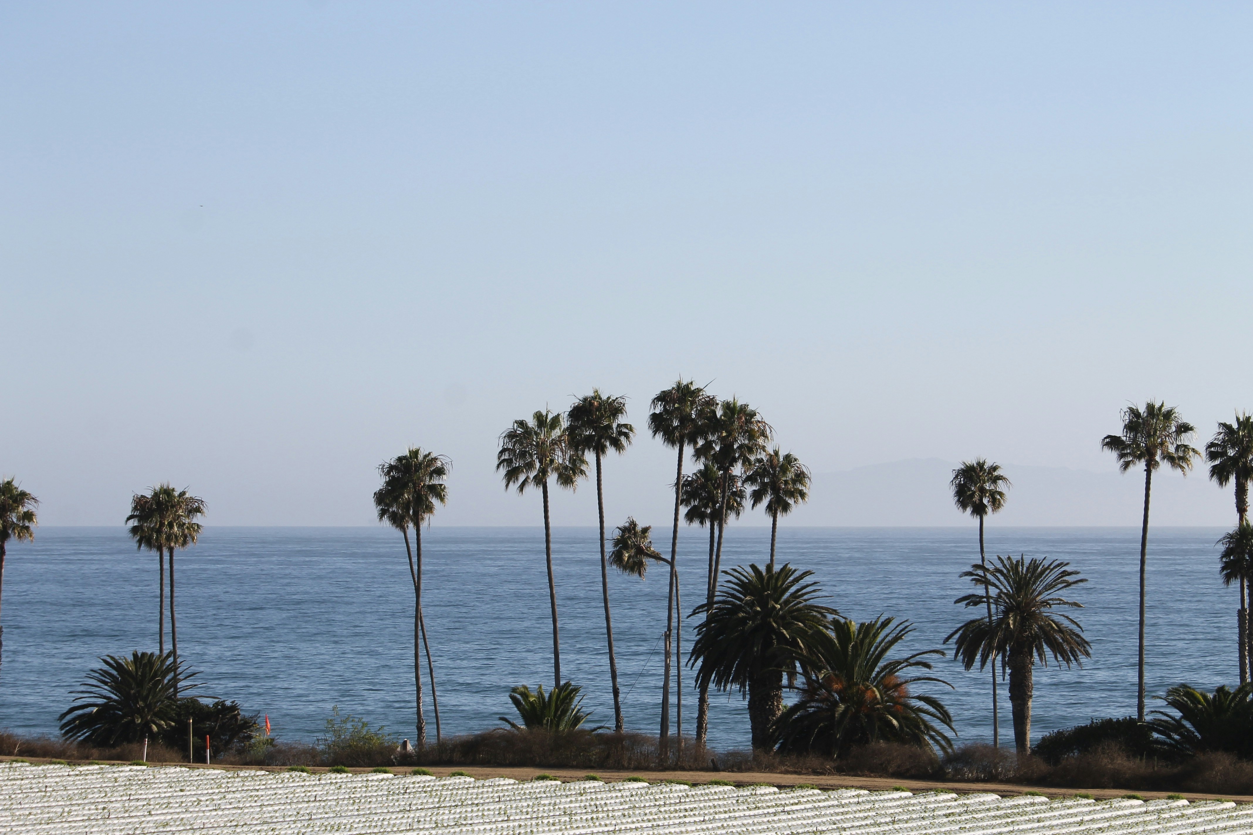 Palm trees line the coast with a calm ocean view.