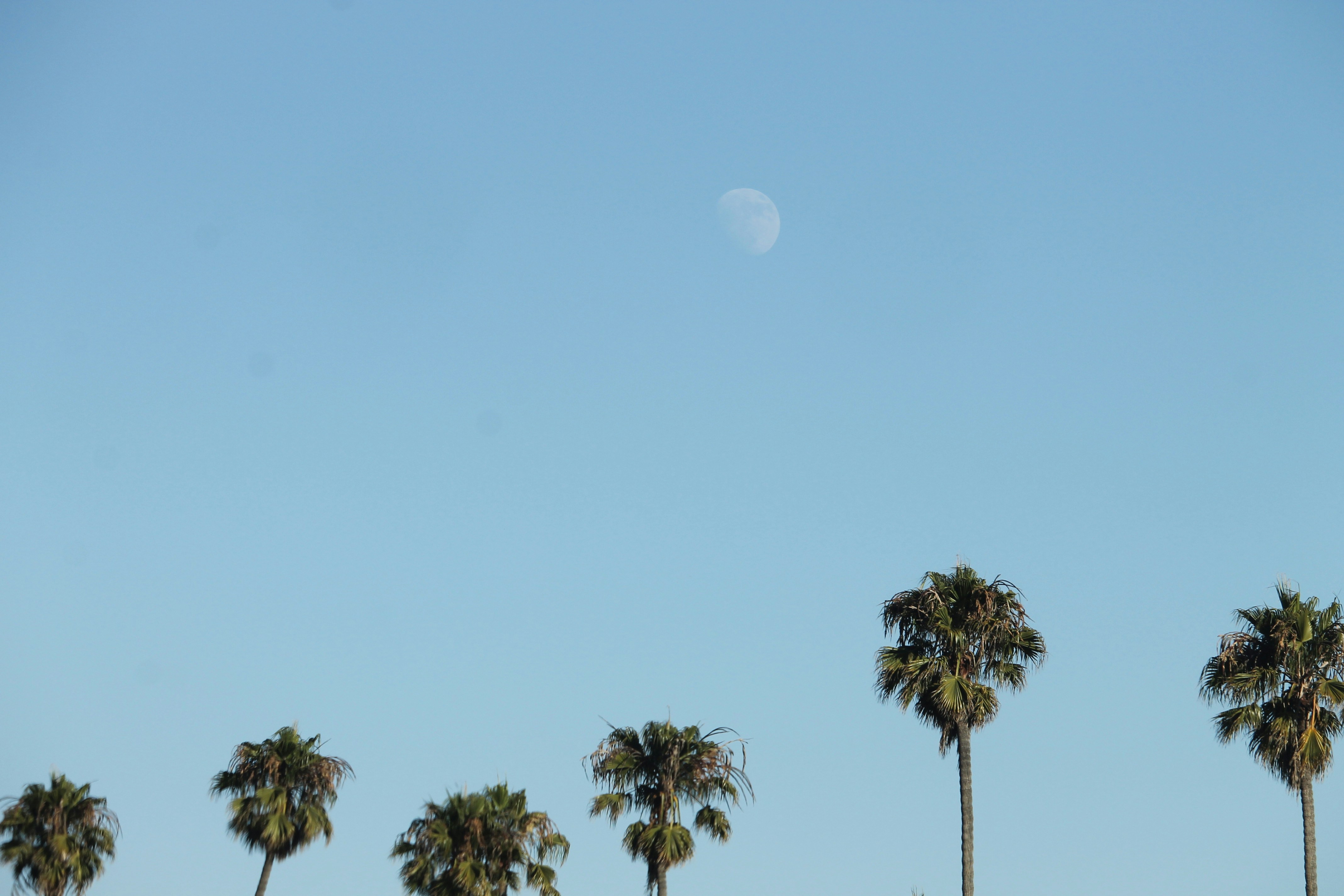 Palm trees against a clear blue sky with moon.