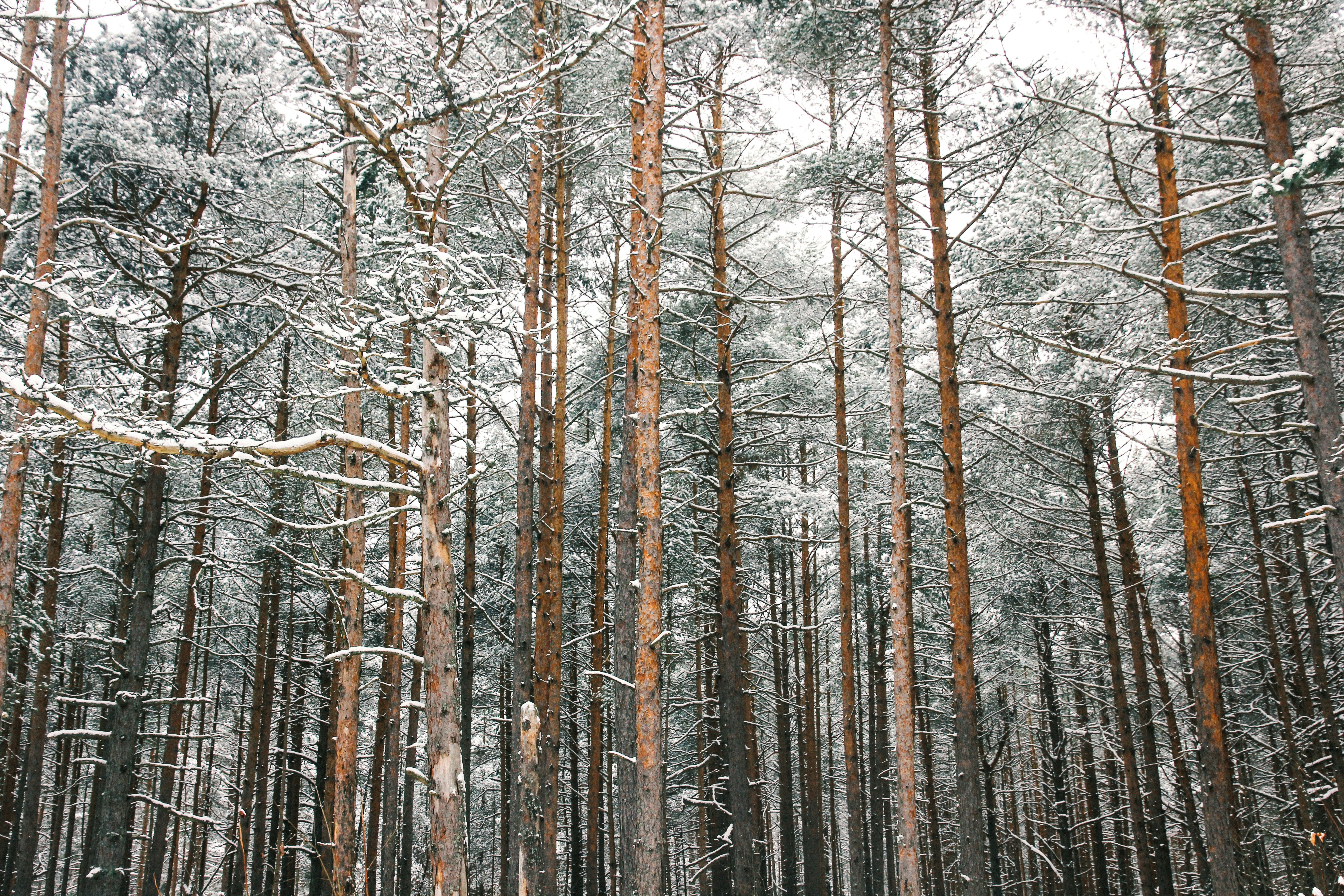 Photo by reinisbruzitis