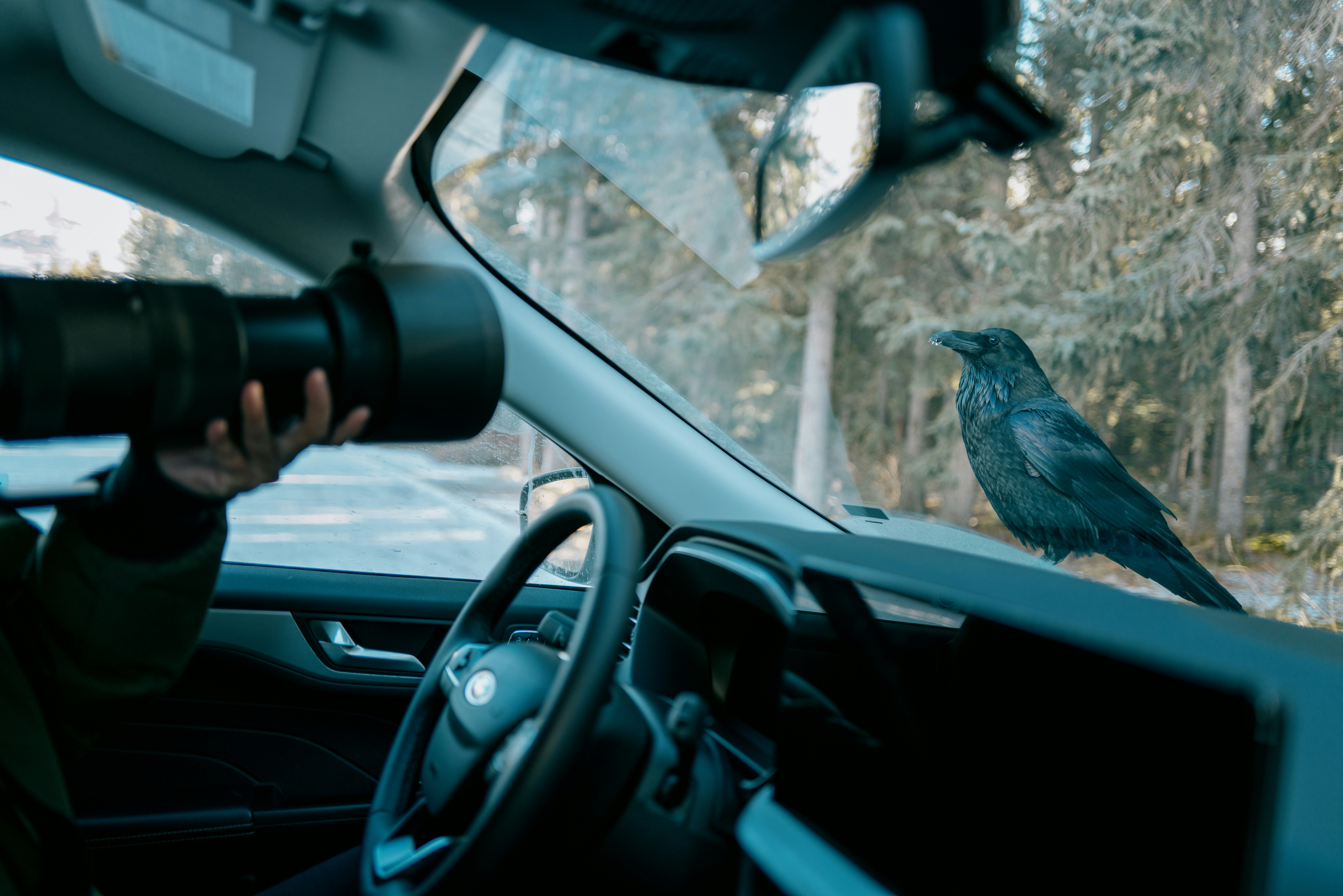 Crow sits on car dashboard while person holds camera