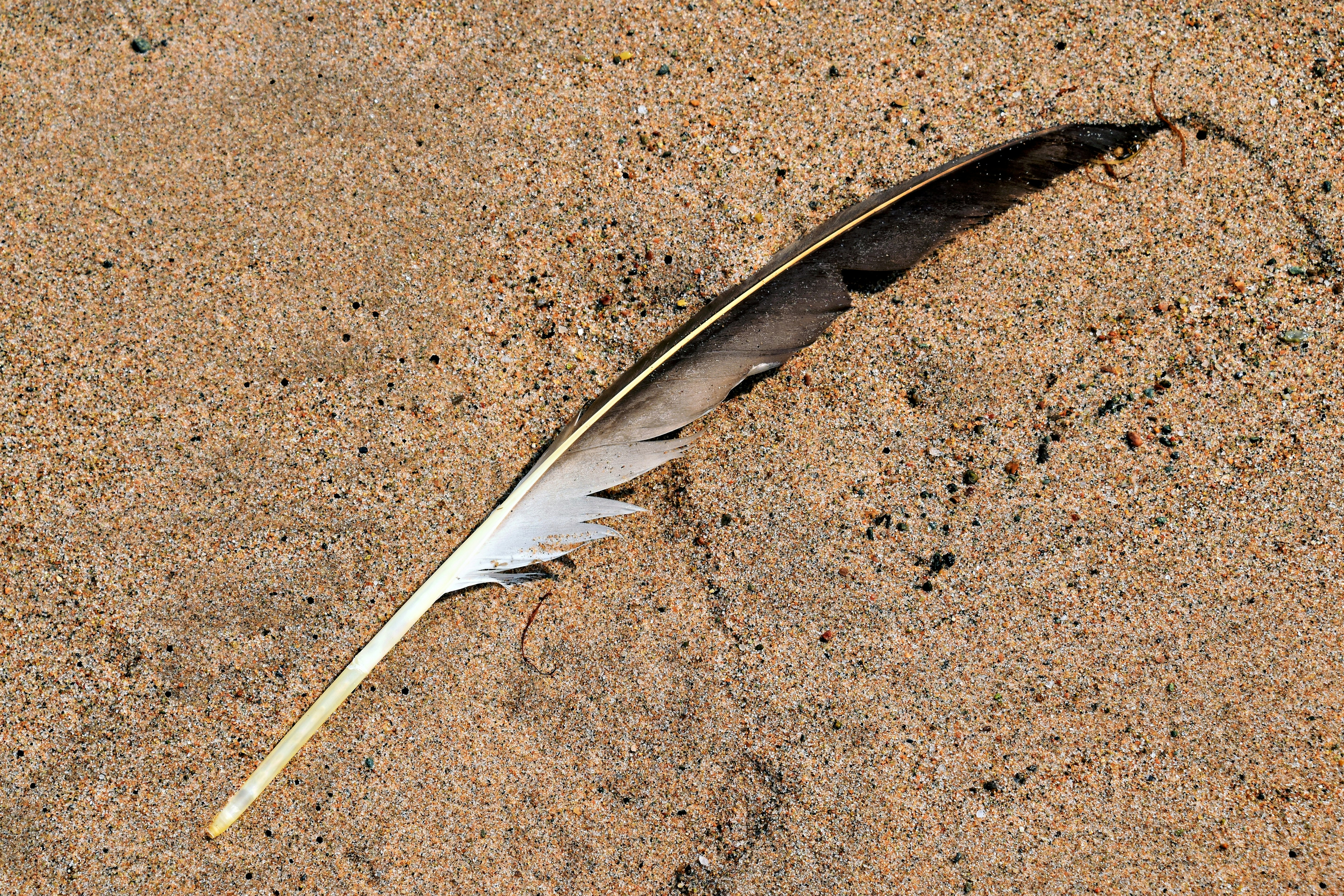 A single feather rests on sandy ground.
