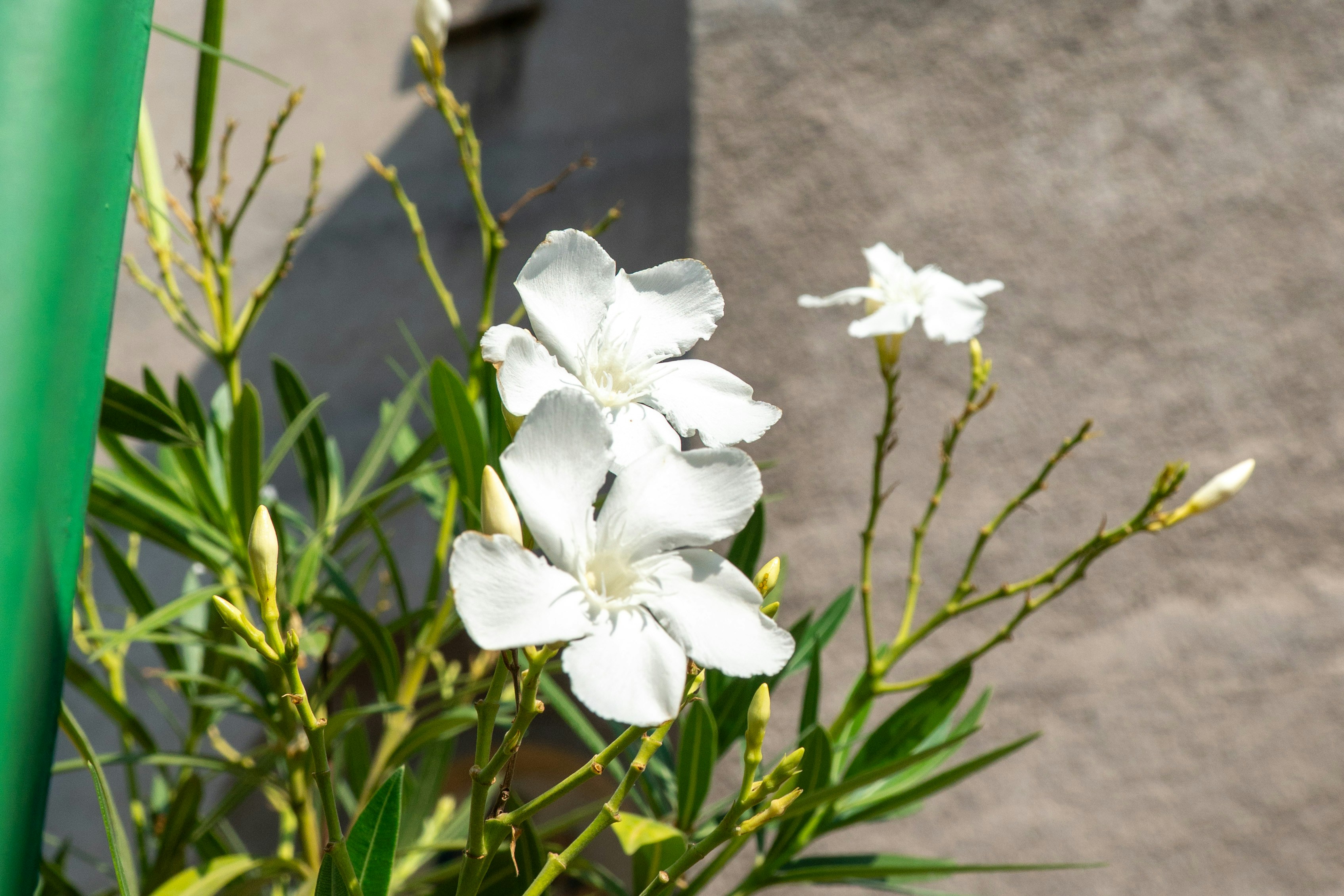 White flowers with green leaves and a green pole.