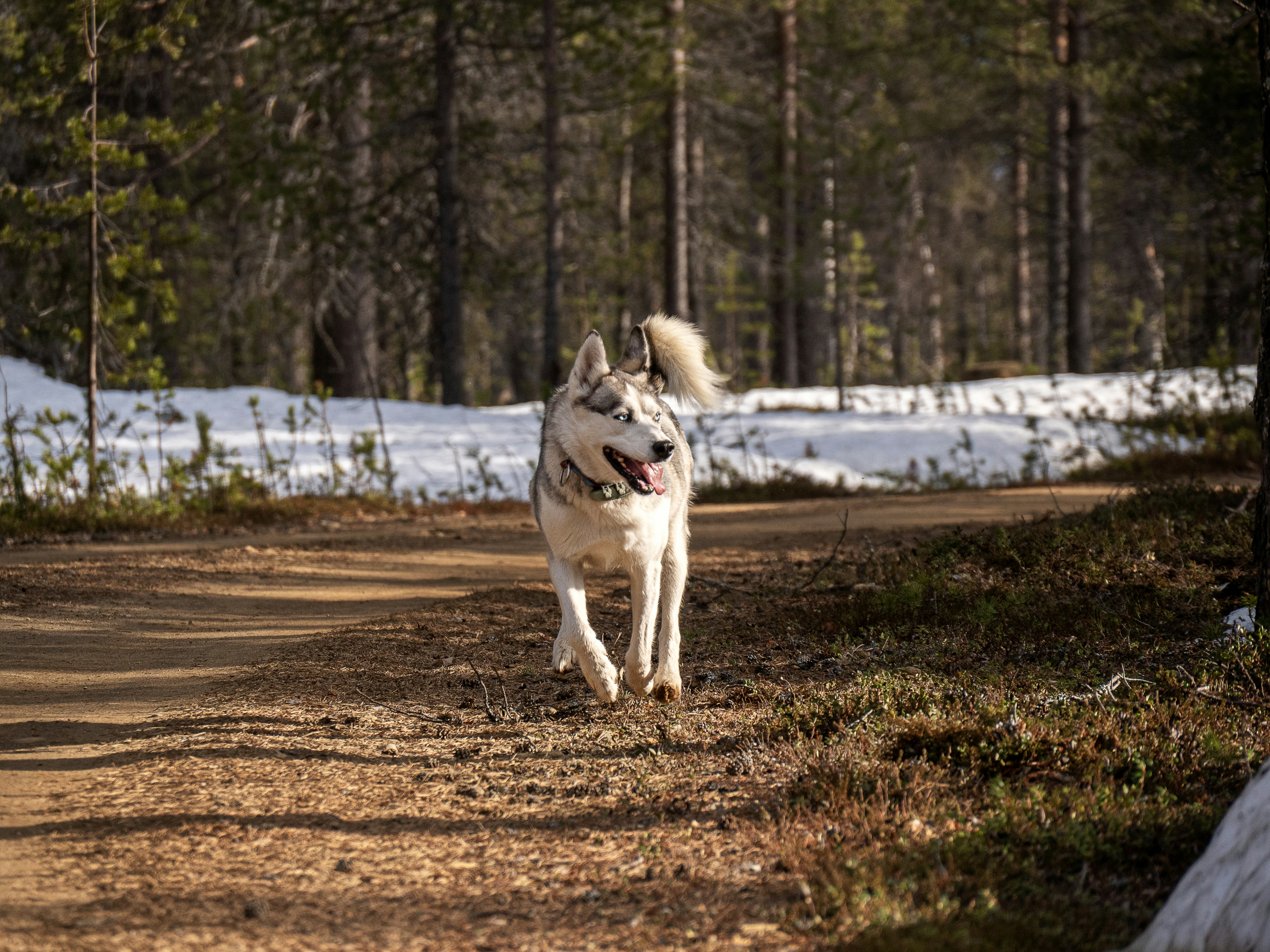 Husky dog running on a dirt path in a forest.